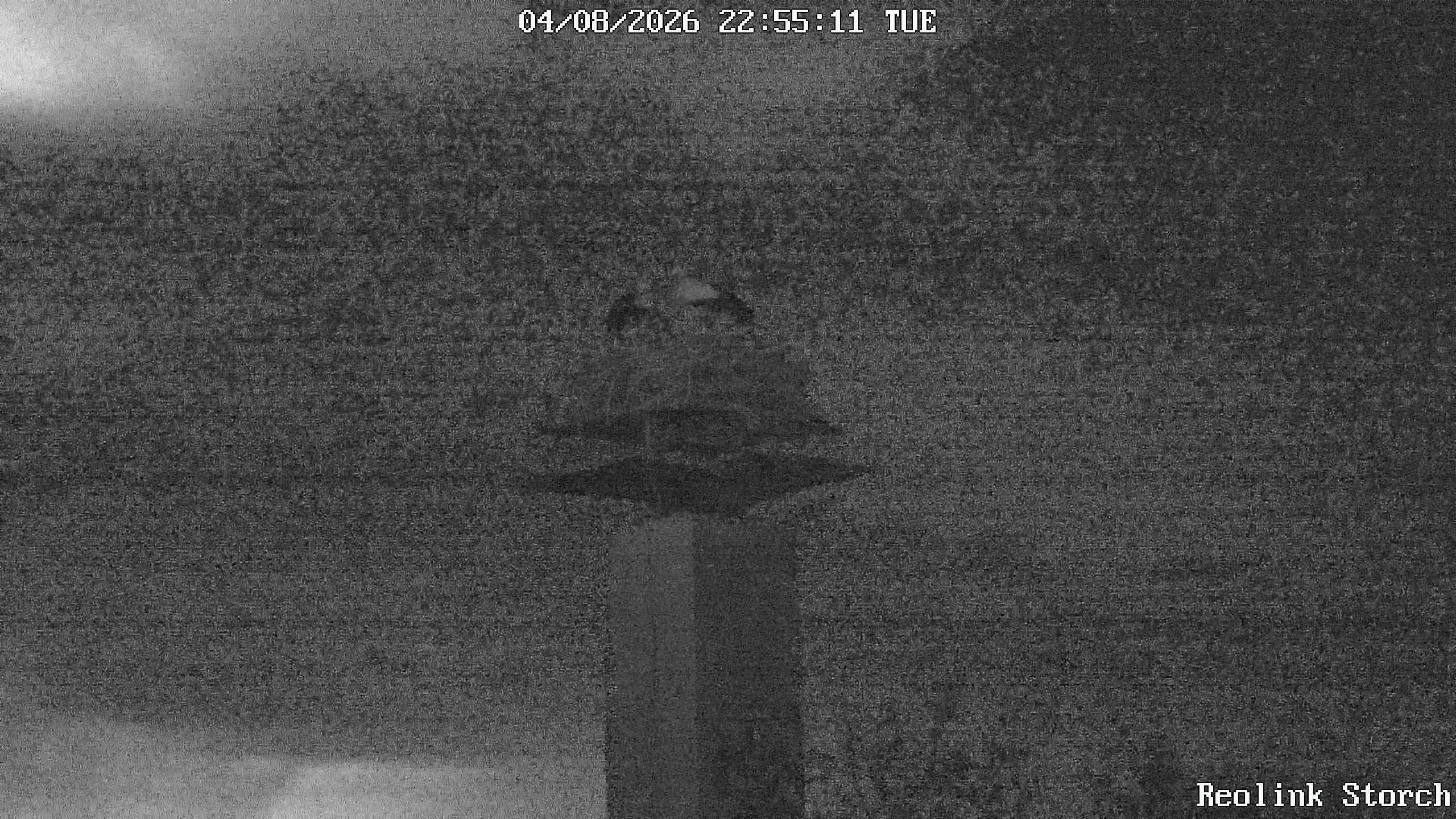 Storchencam Bild