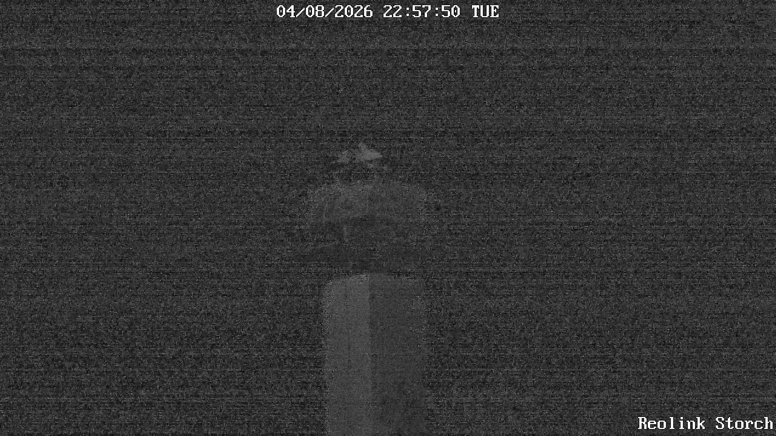 Storchencam Bild