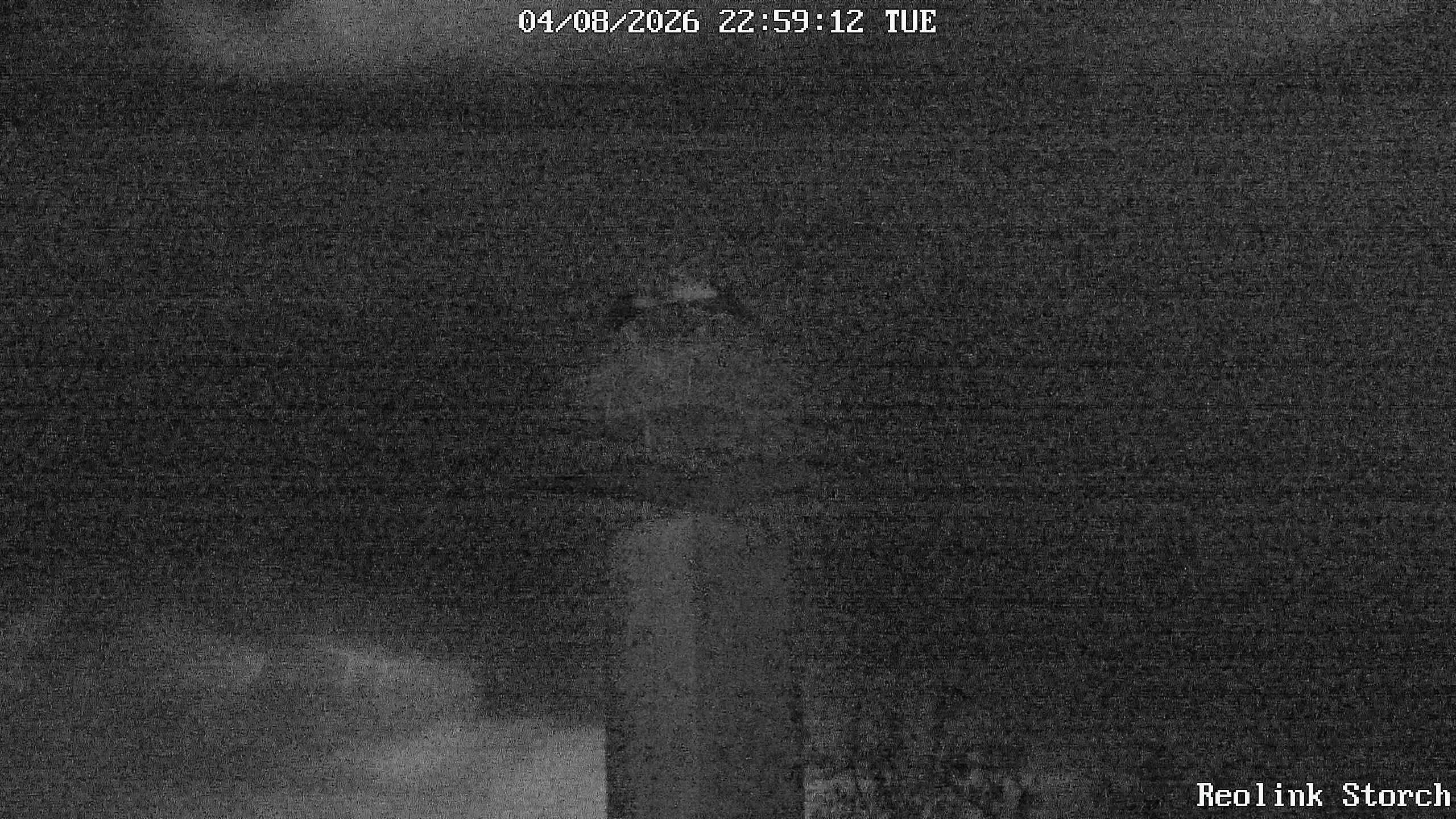 Storchencam Bild