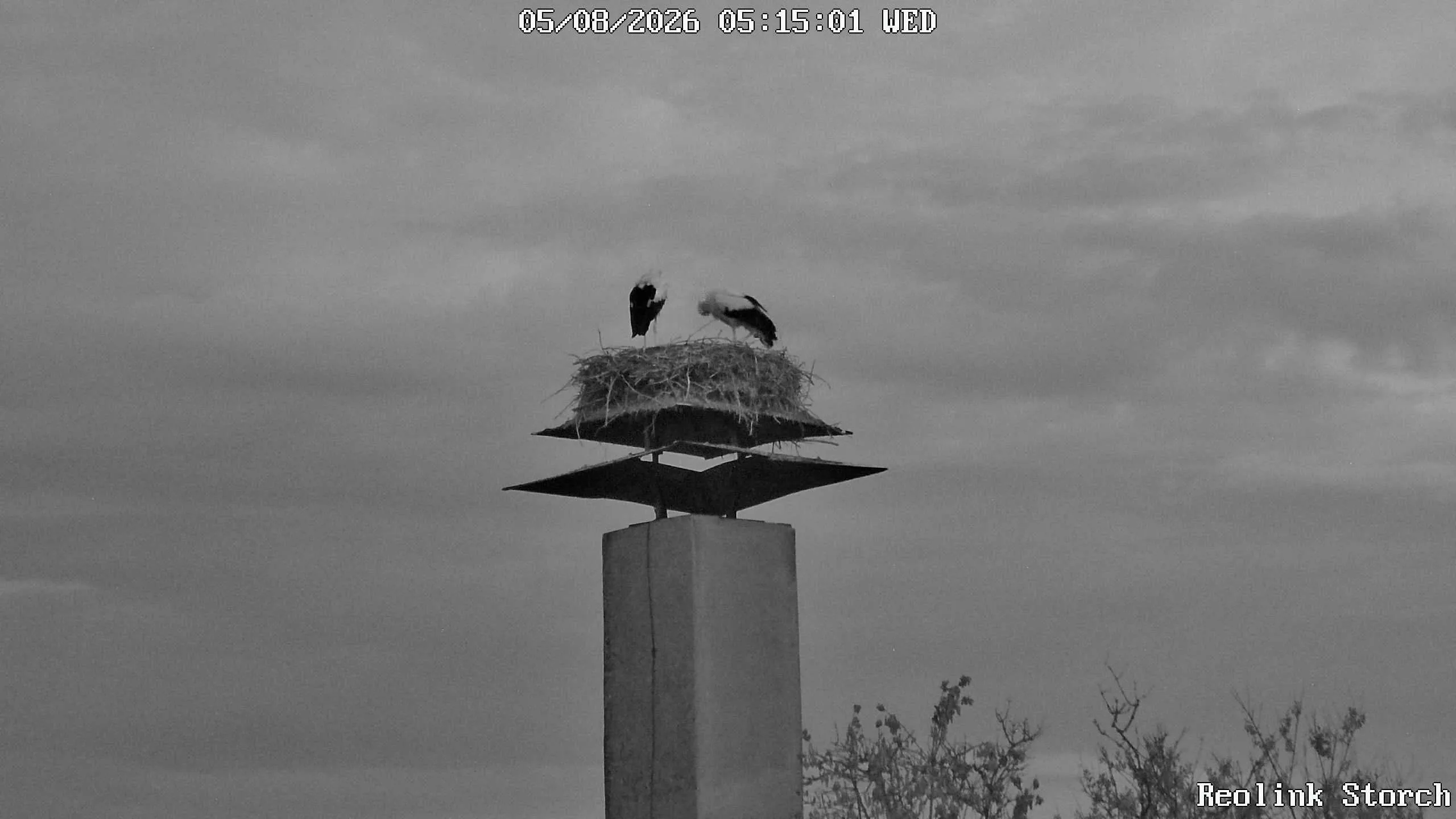 Storchencam Bild