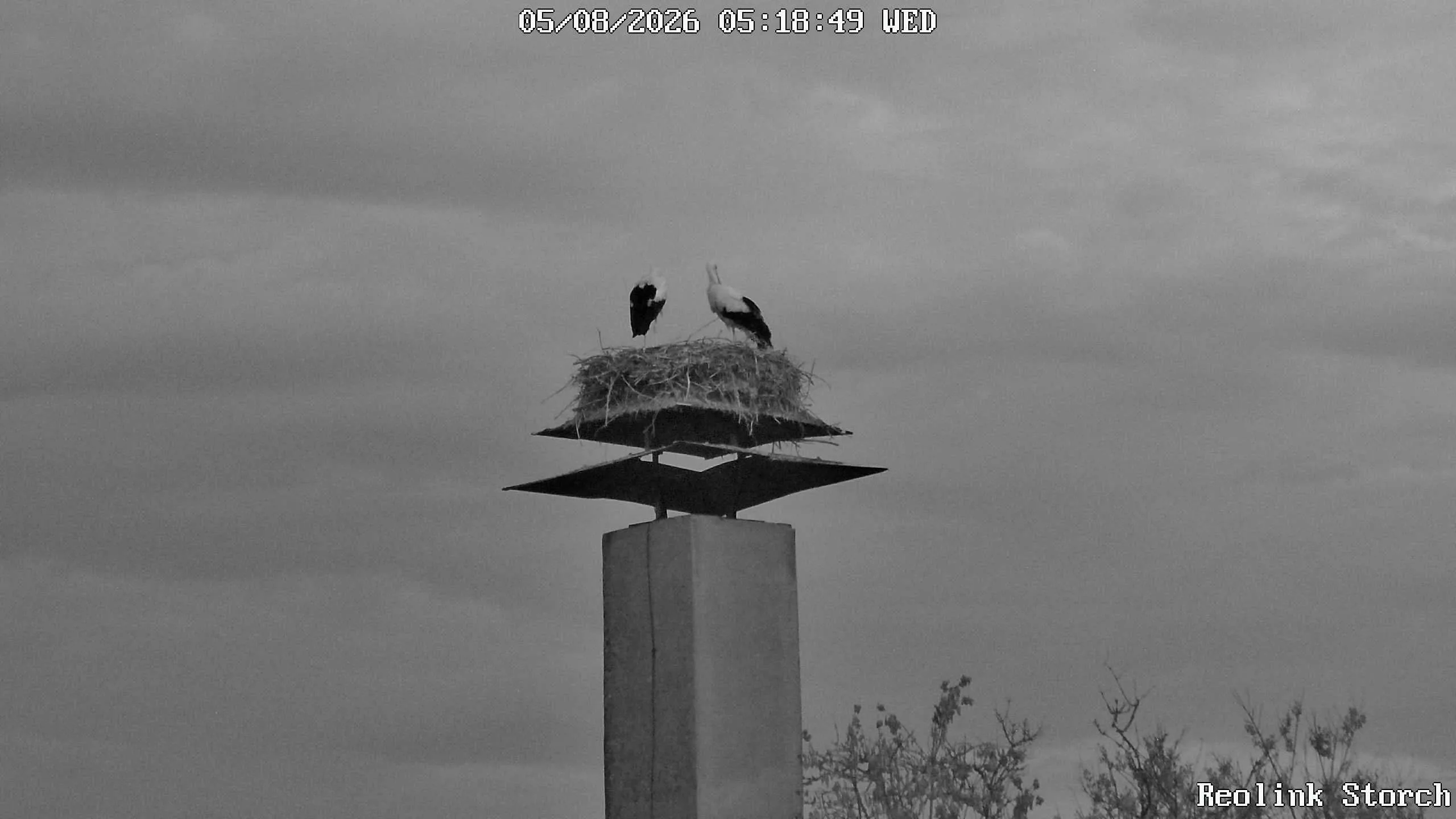 Storchencam Bild