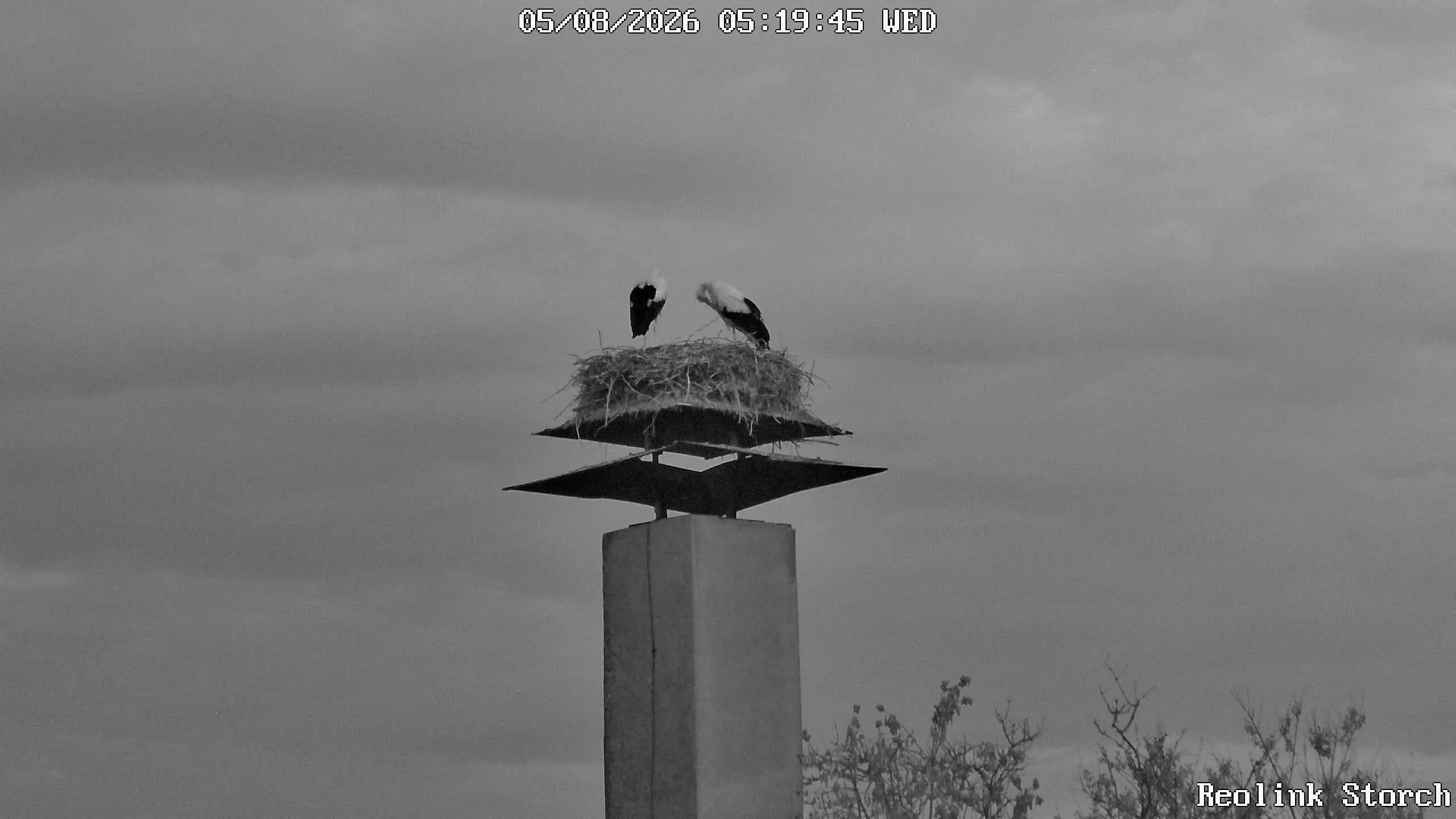 Storchencam Bild