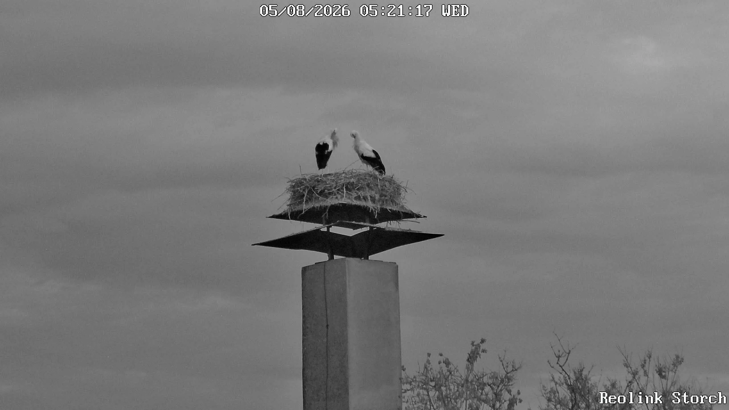 Storchencam Bild