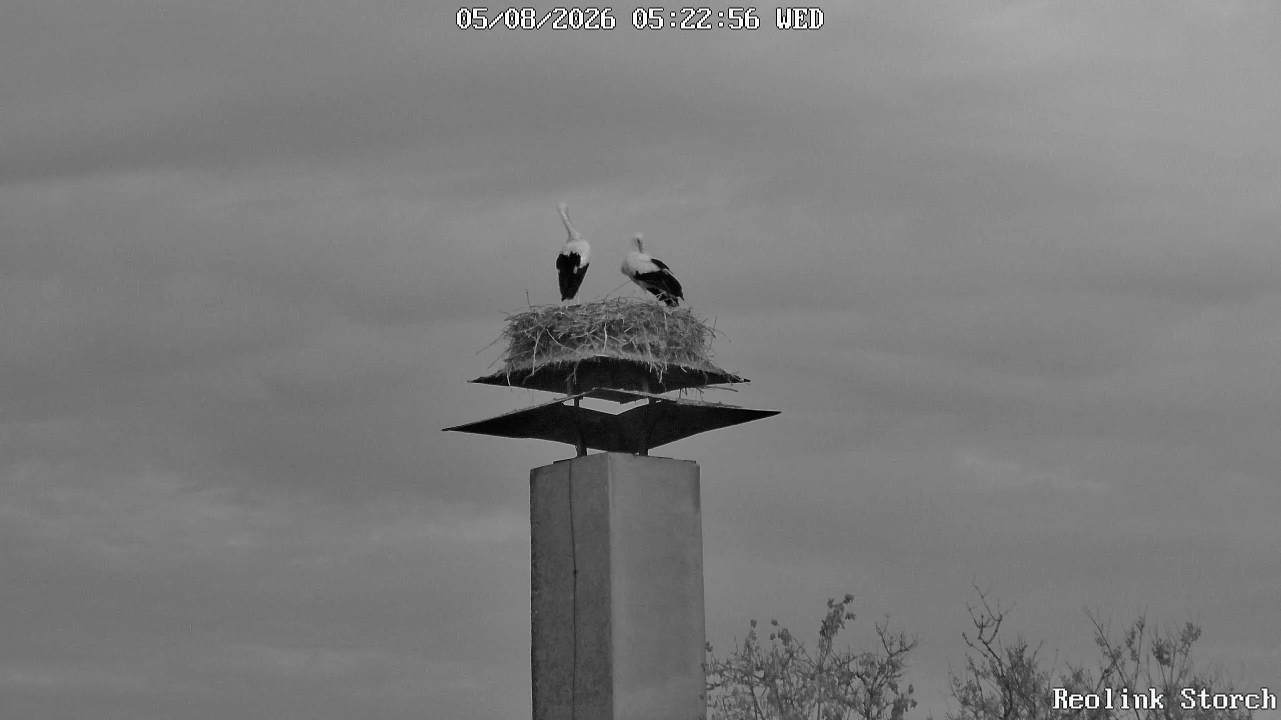 Storchencam Bild
