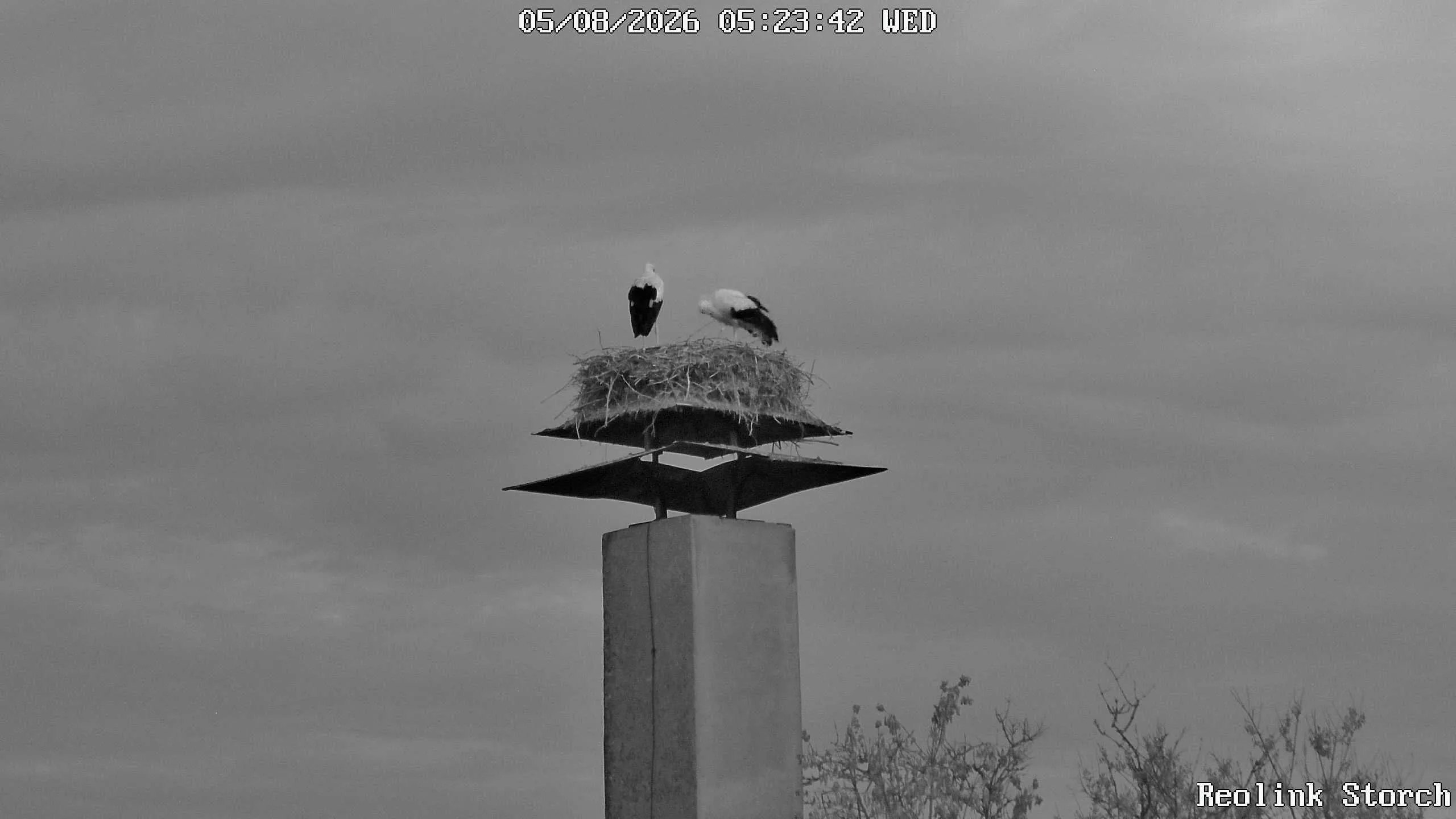 Storchencam Bild