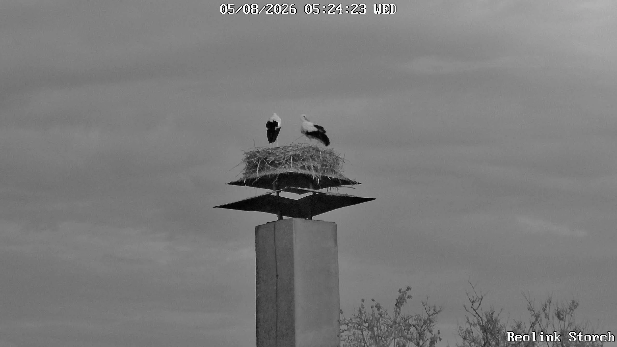 Storchencam Bild