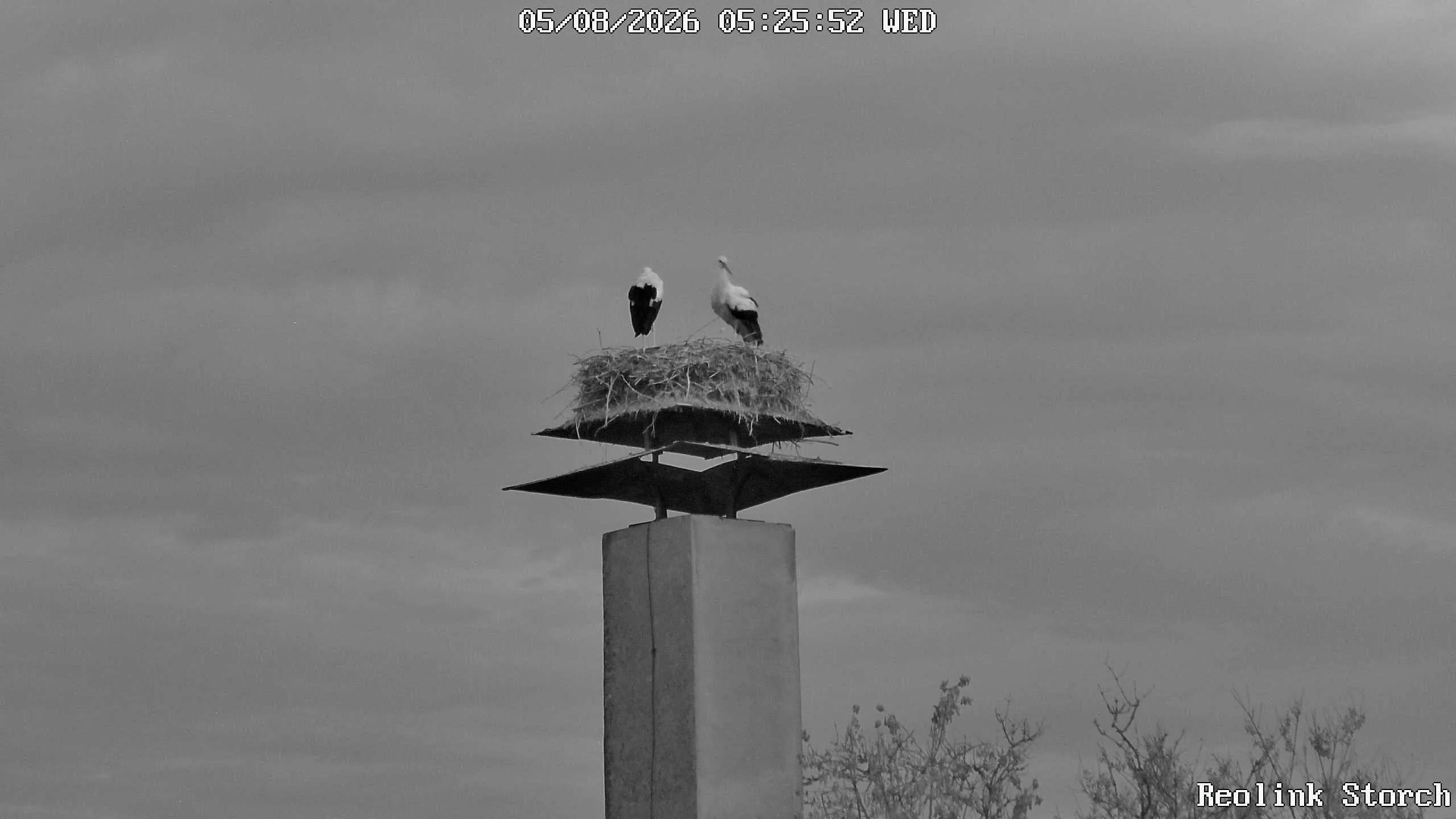 Storchencam Bild
