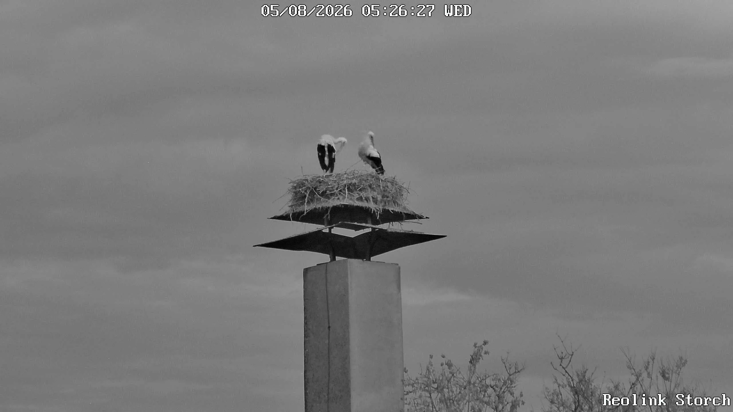 Storchencam Bild