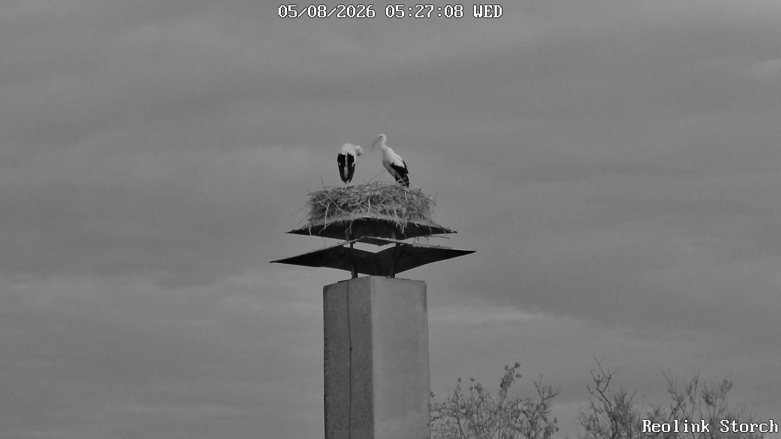 Storchencam Bild