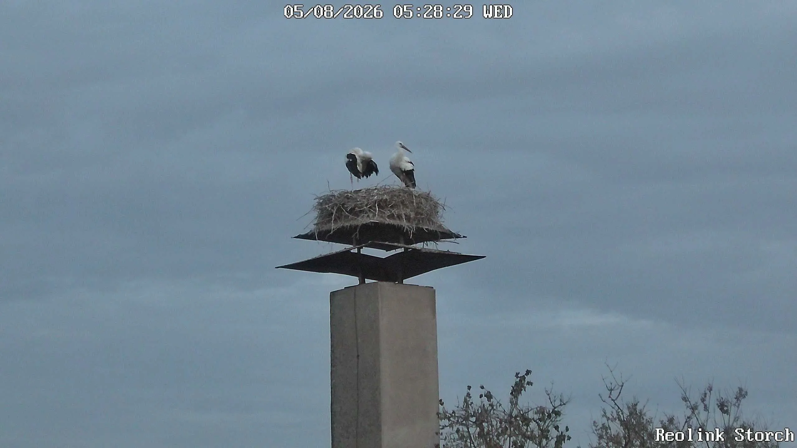 Storchencam Bild