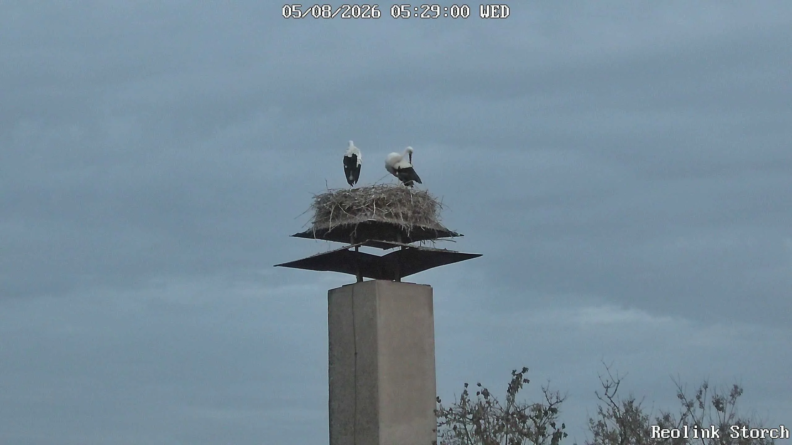 Storchencam Bild