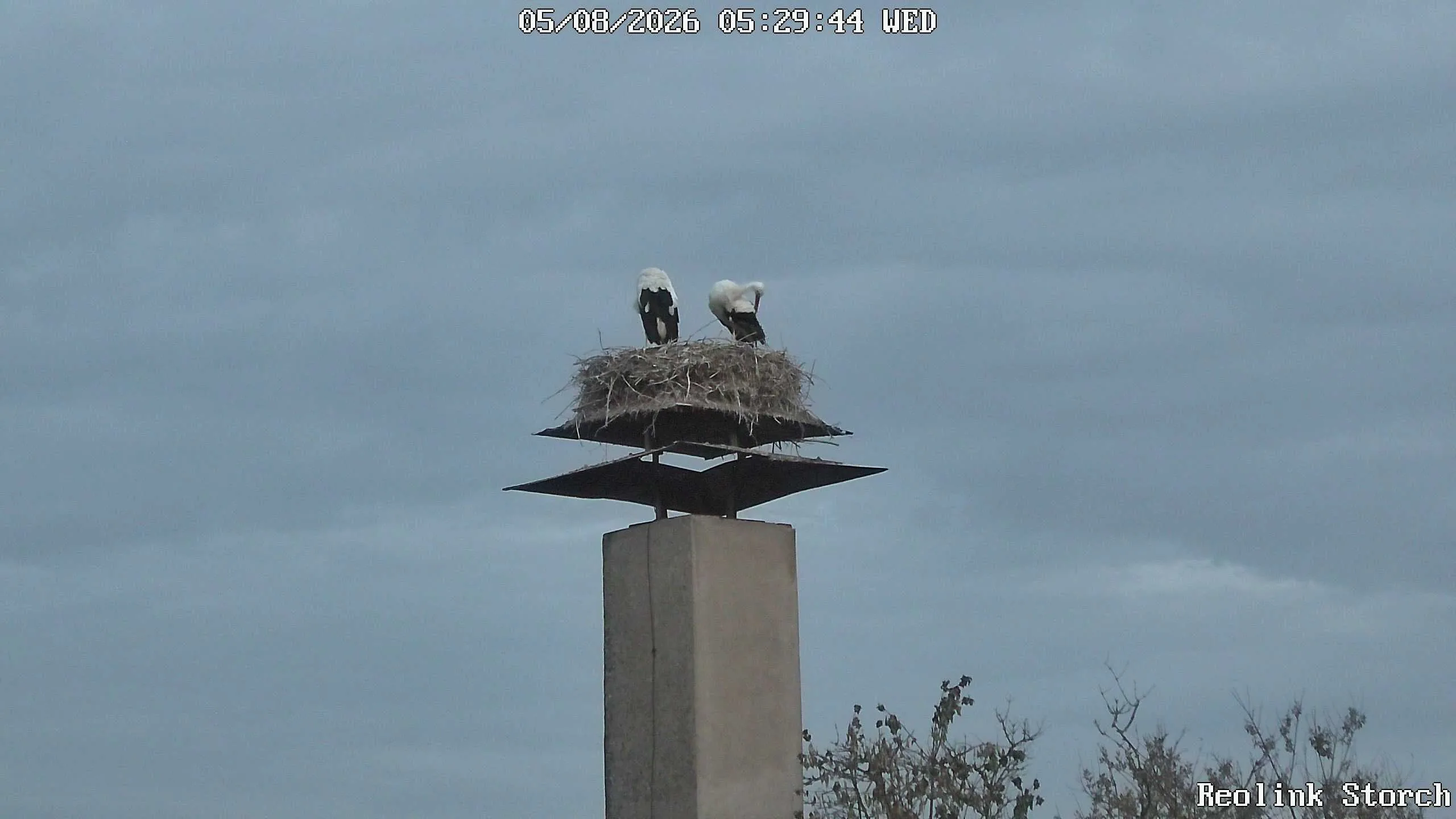 Storchencam Bild