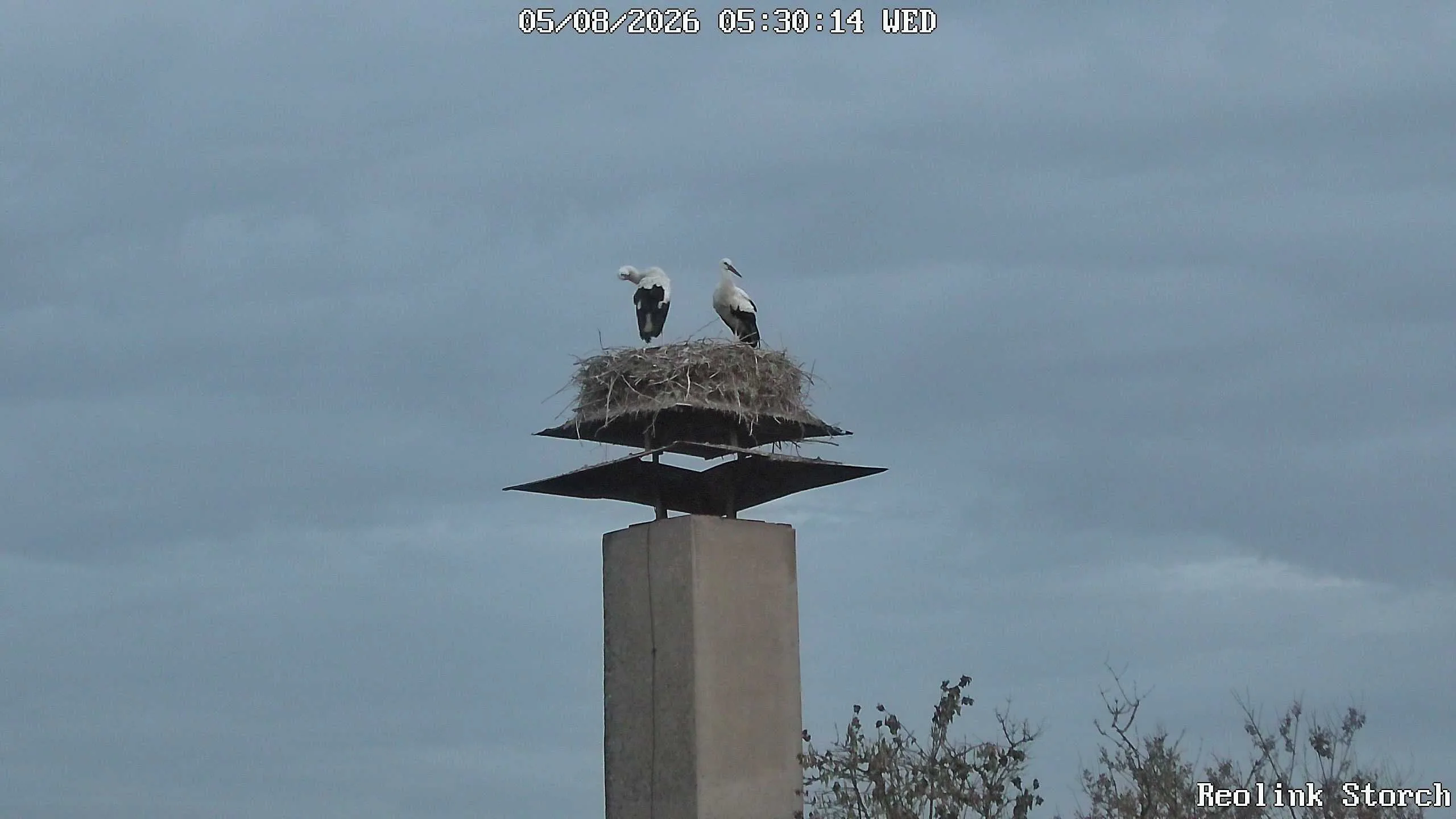 Storchencam Bild
