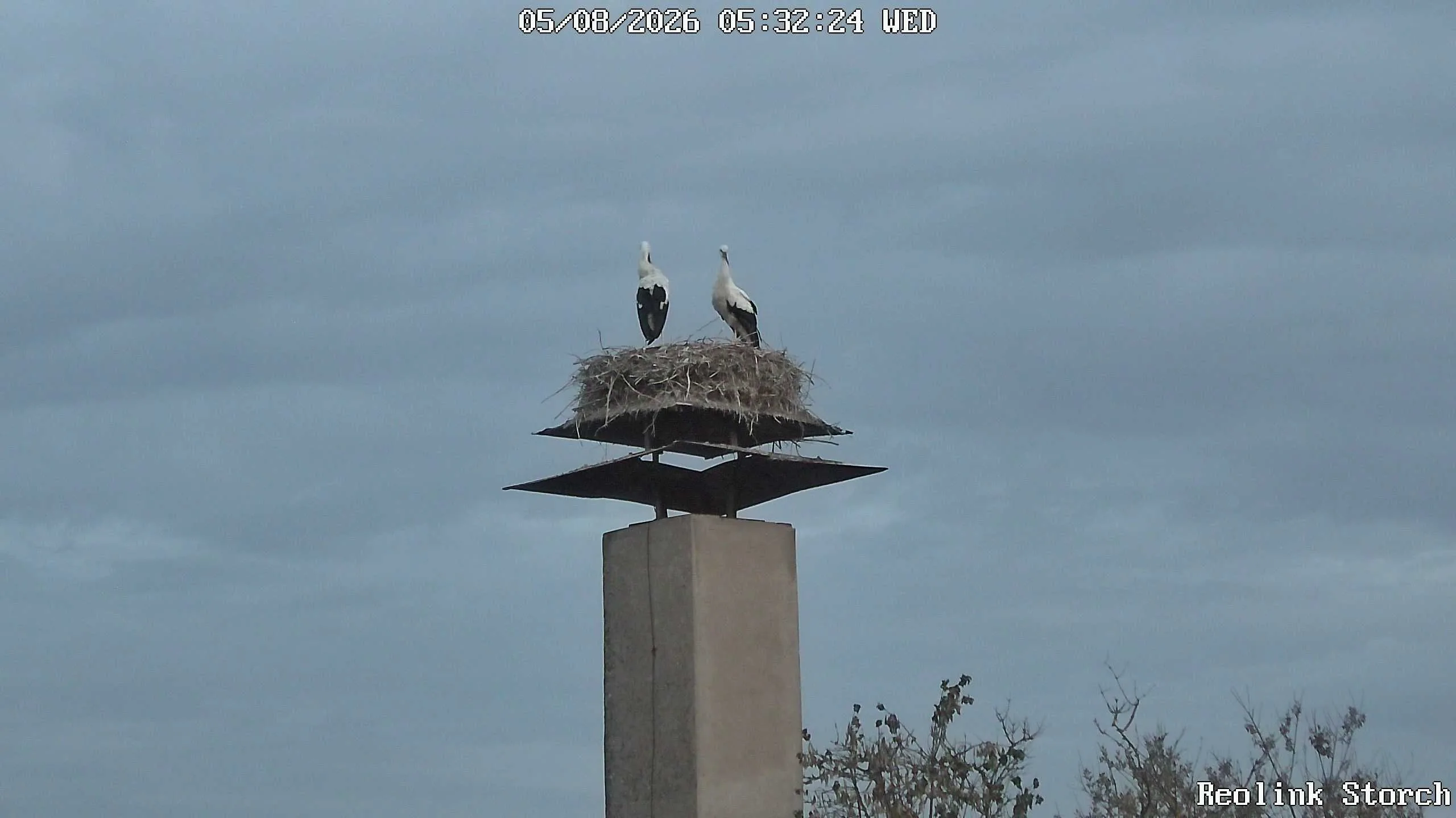 Storchencam Bild