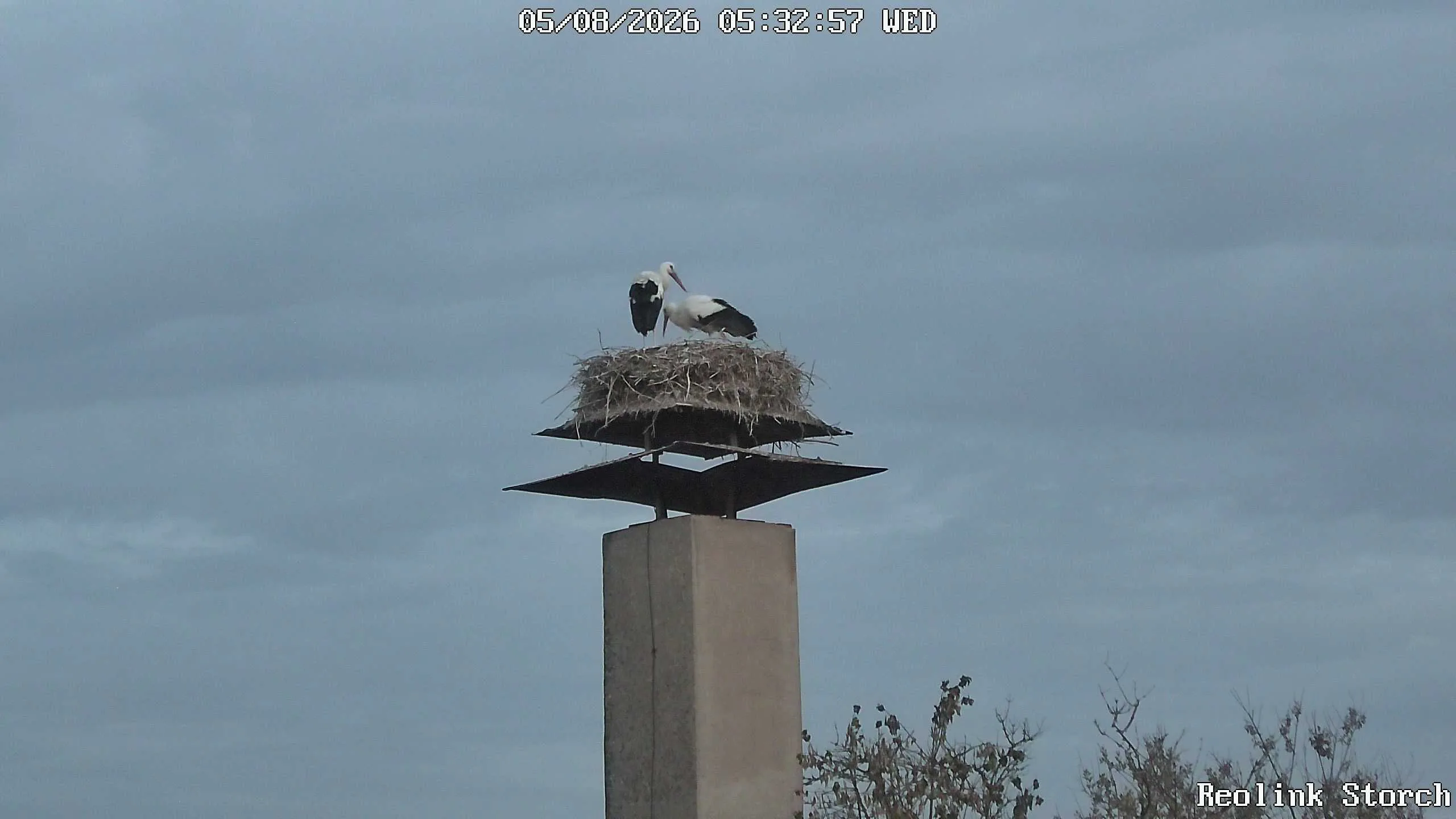 Storchencam Bild