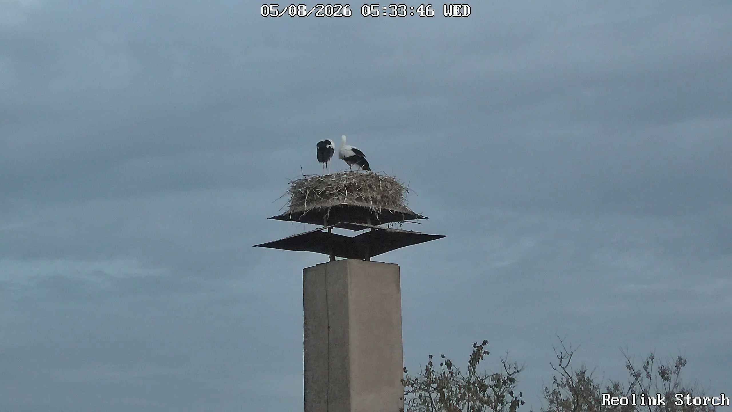 Storchencam Bild