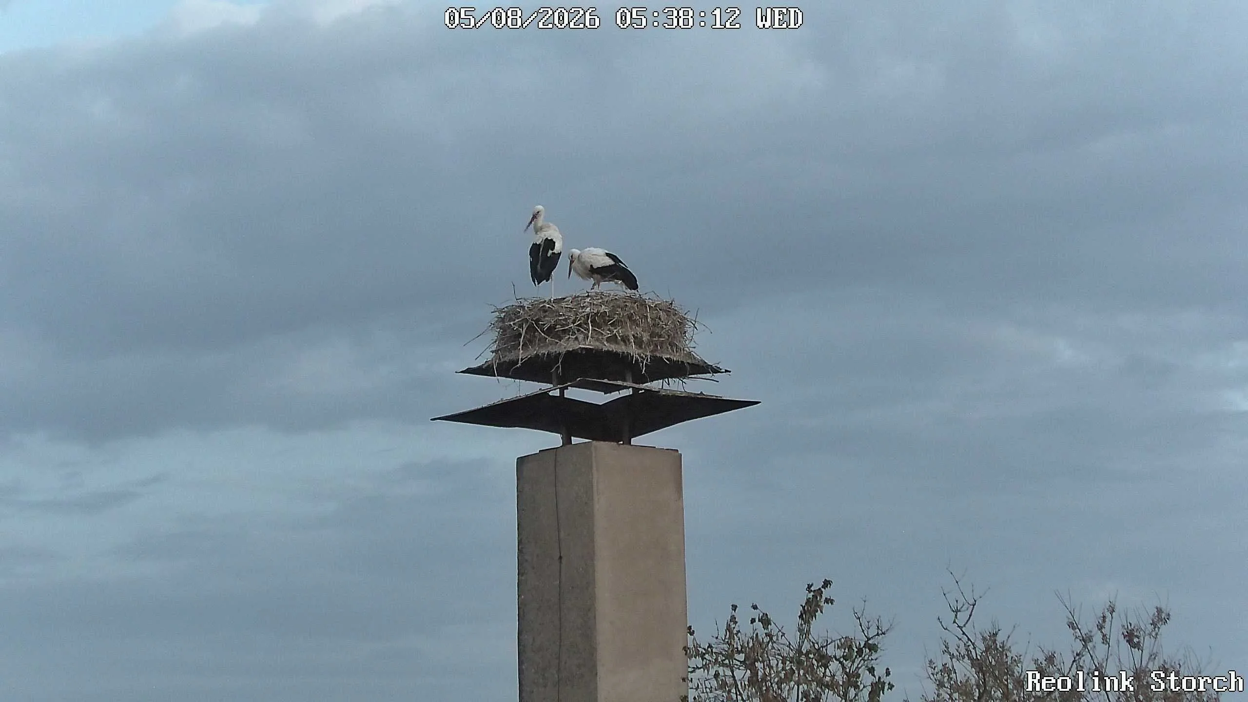 Storchencam Bild