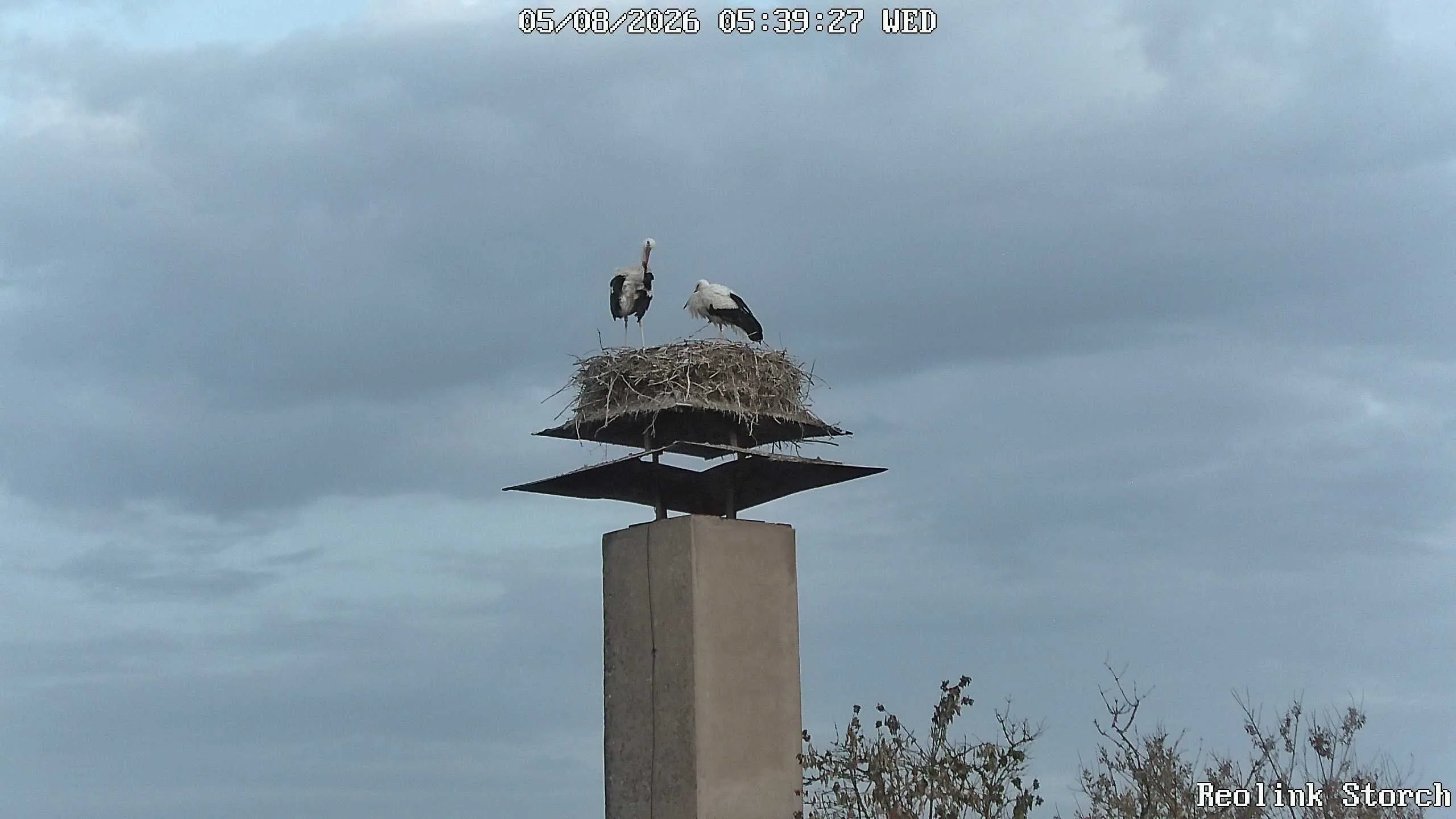 Storchencam Bild