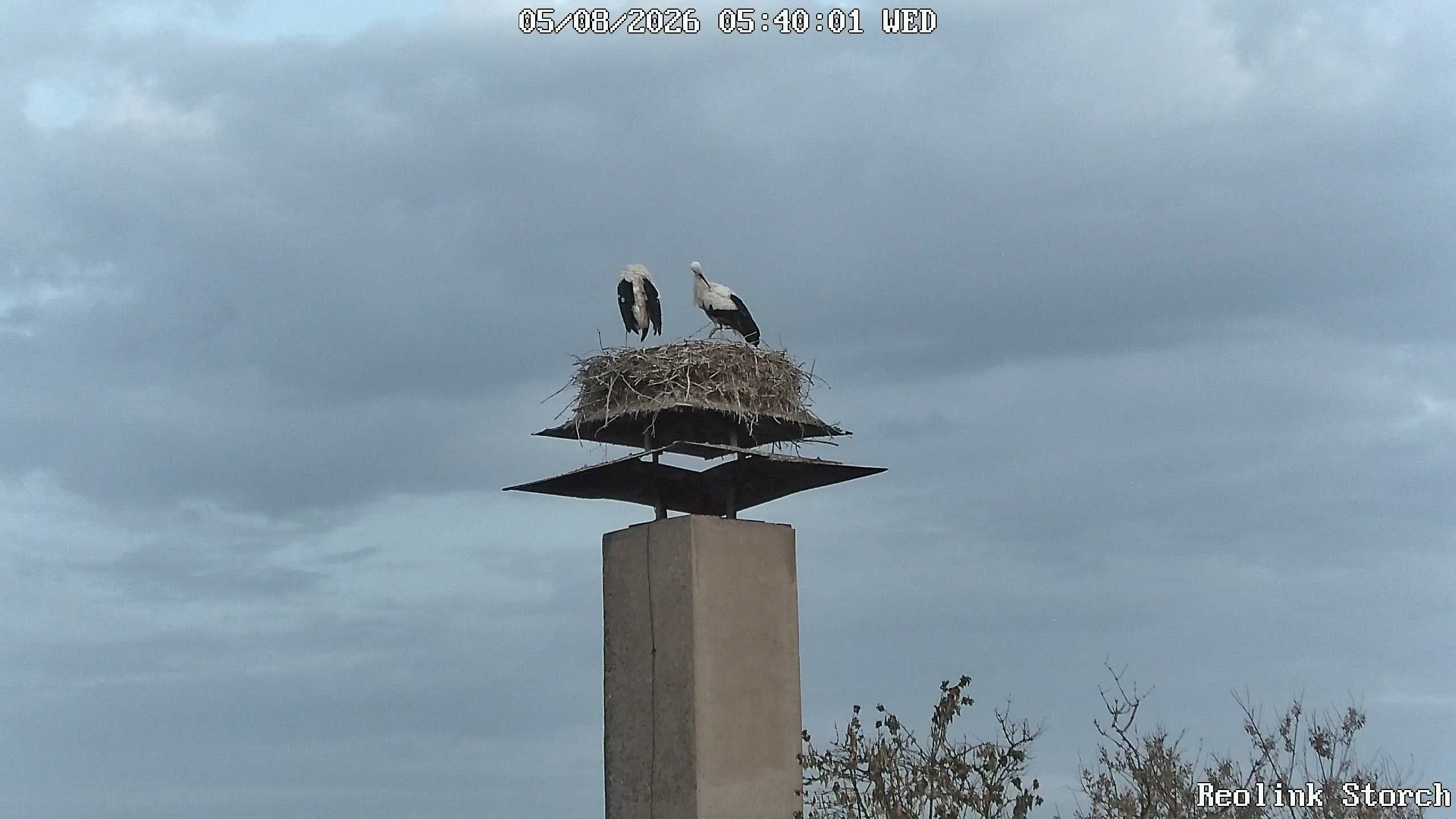 Storchencam Bild