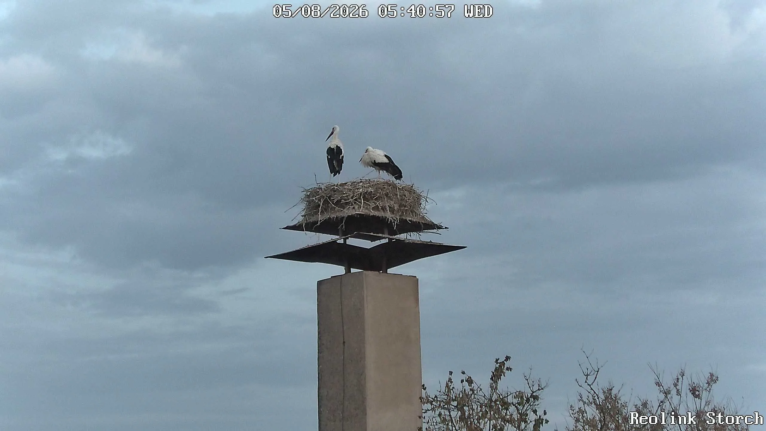 Storchencam Bild
