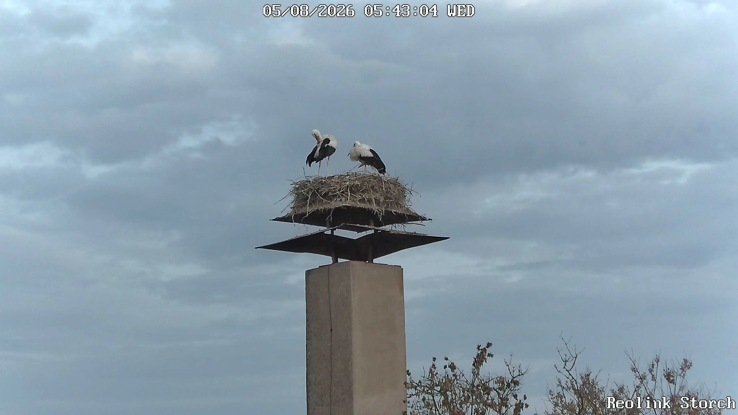 Storchencam Bild
