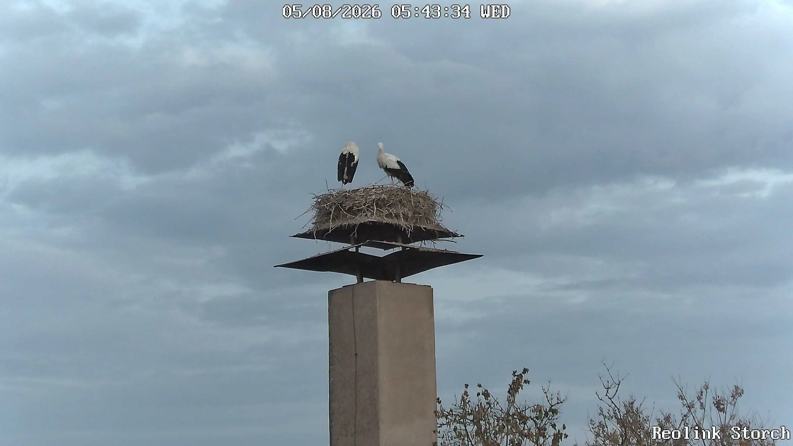 Storchencam Bild