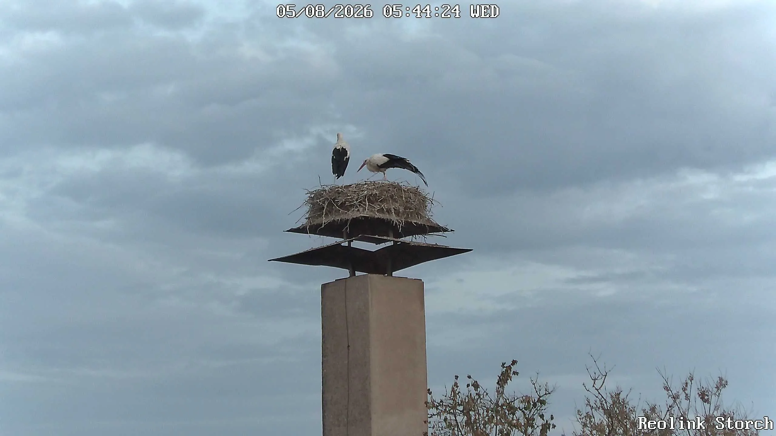 Storchencam Bild