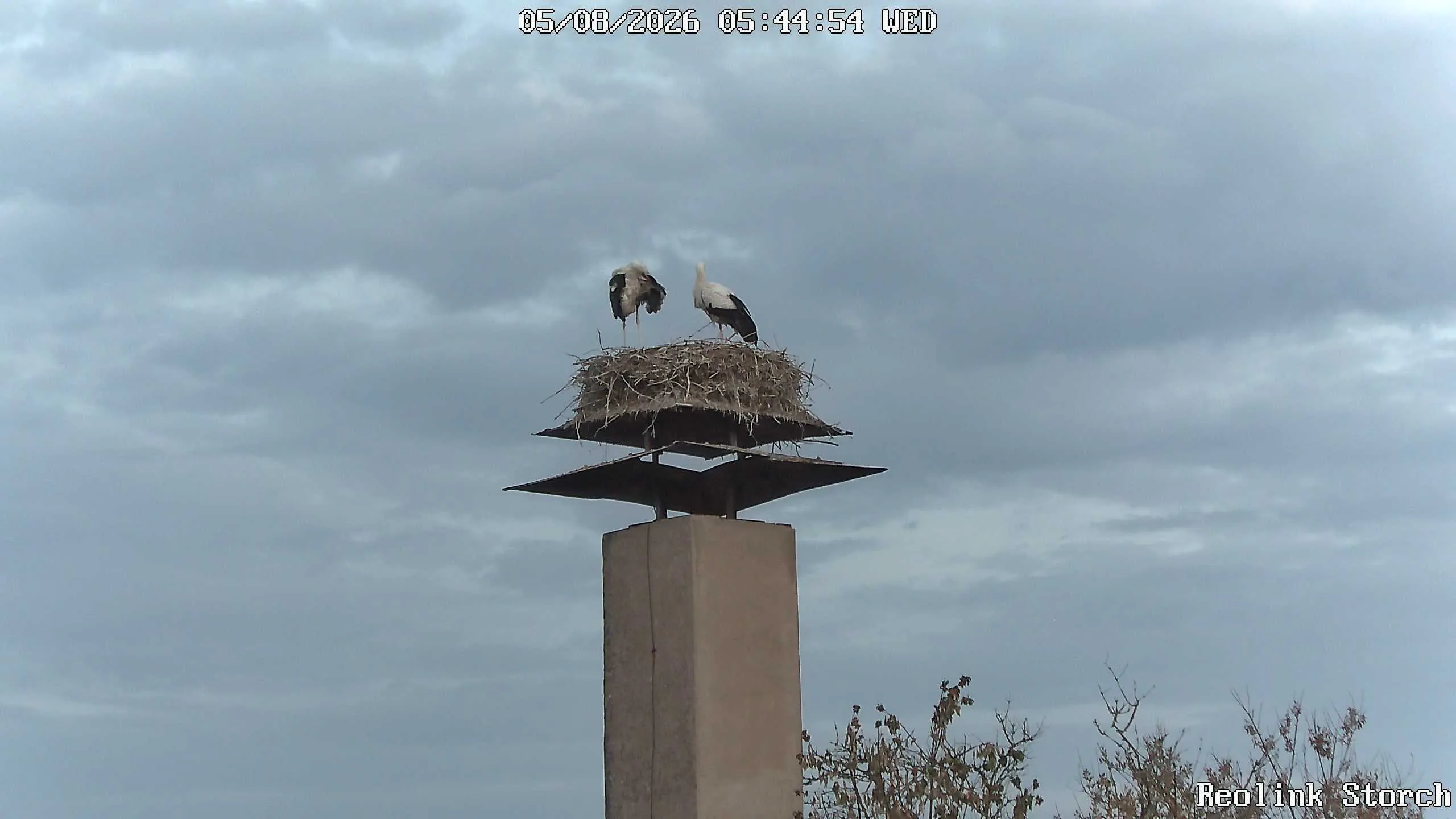 Storchencam Bild