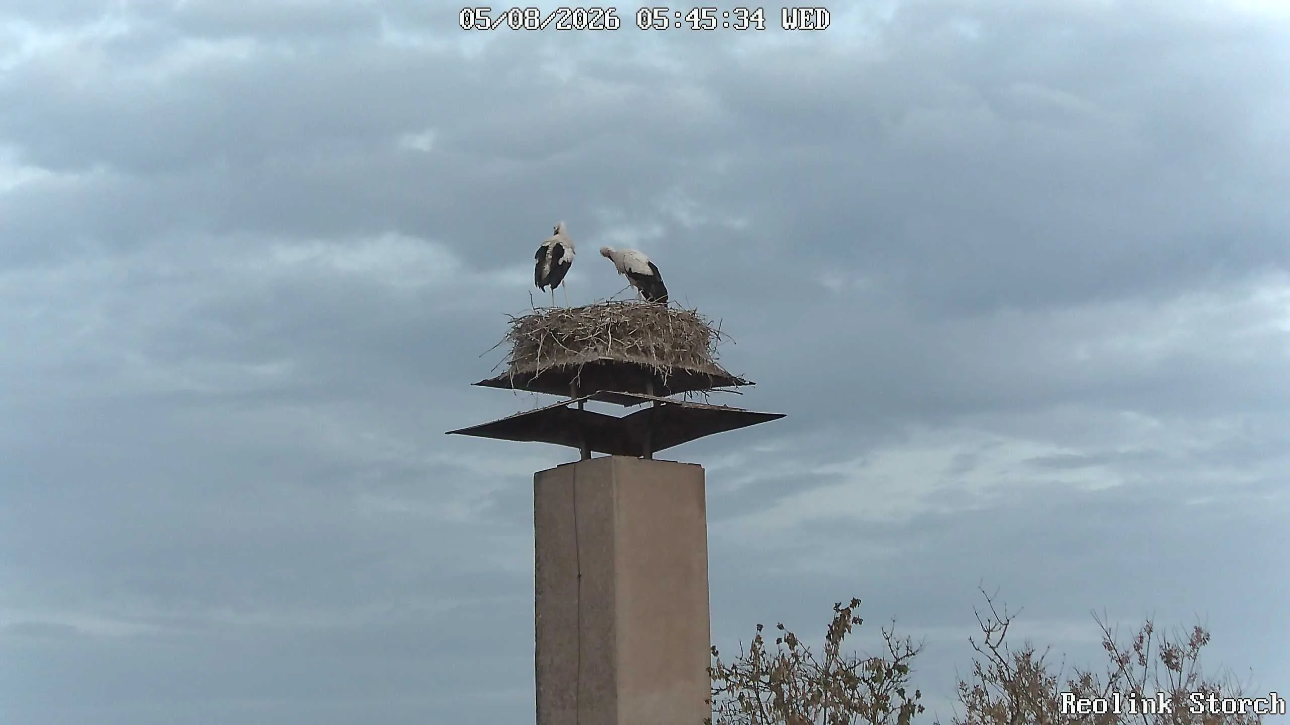 Storchencam Bild