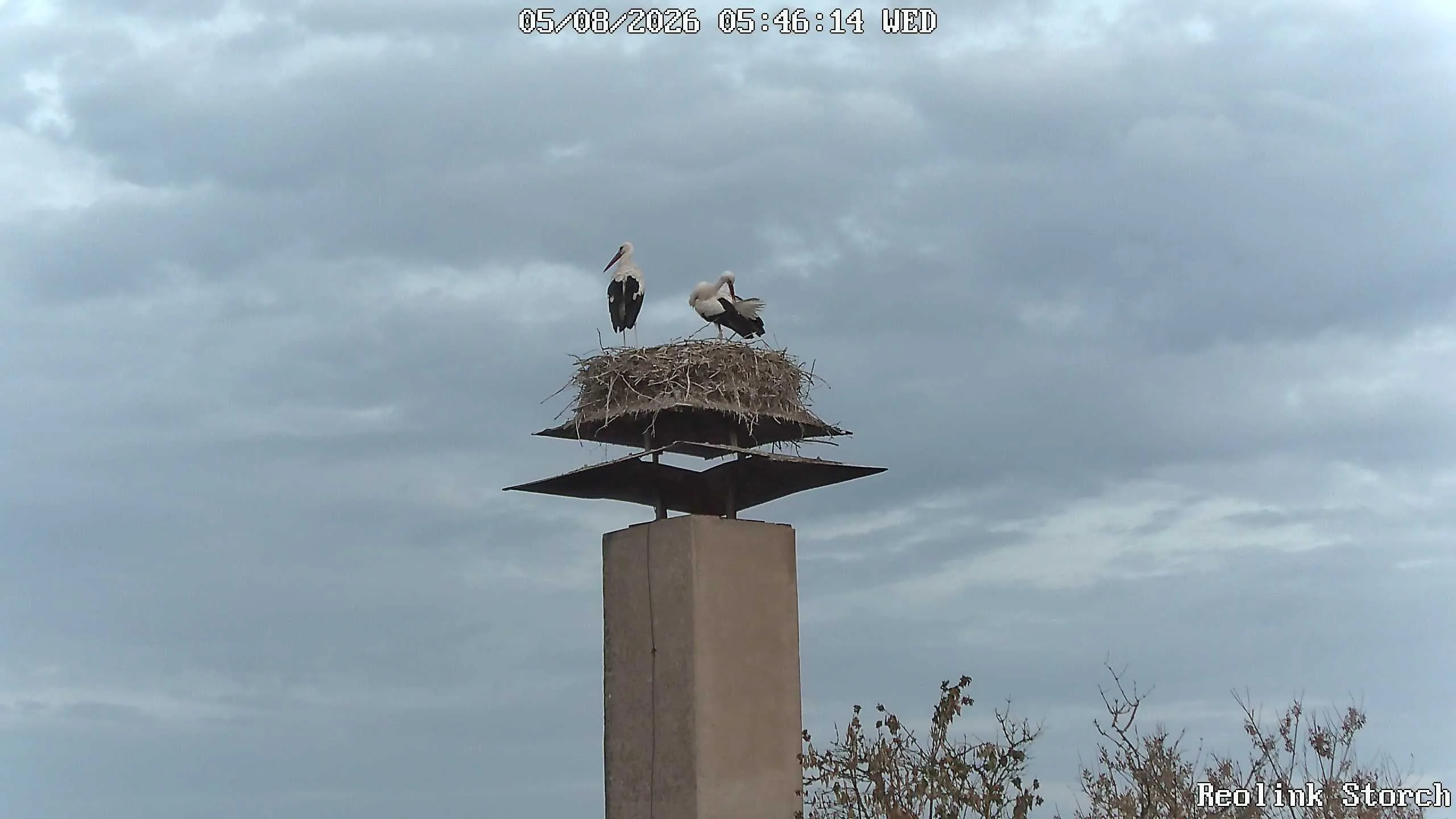Storchencam Bild