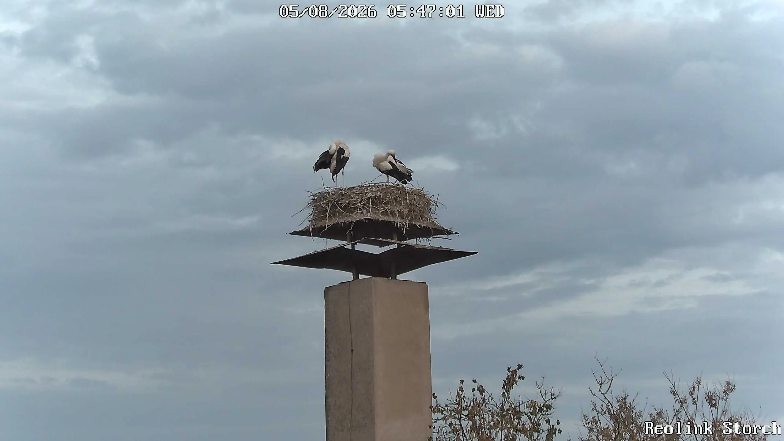 Storchencam Bild