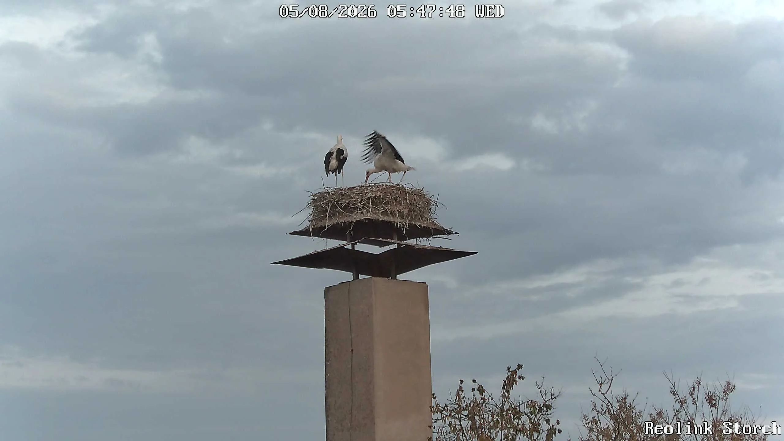 Storchencam Bild