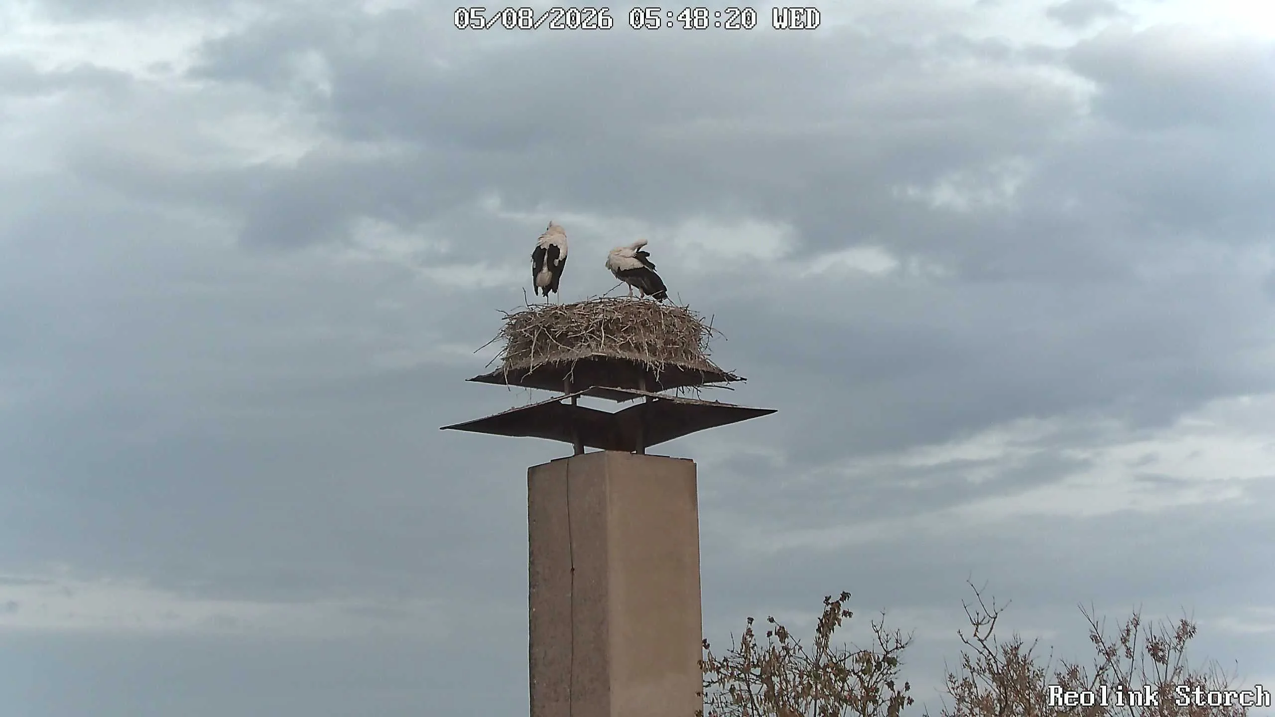 Storchencam Bild