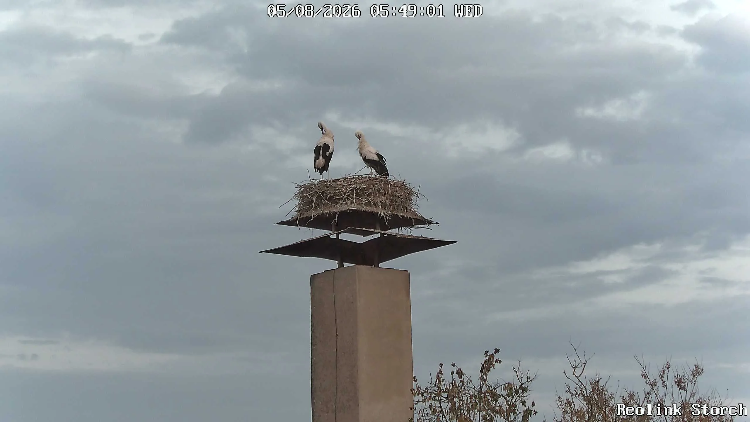 Storchencam Bild