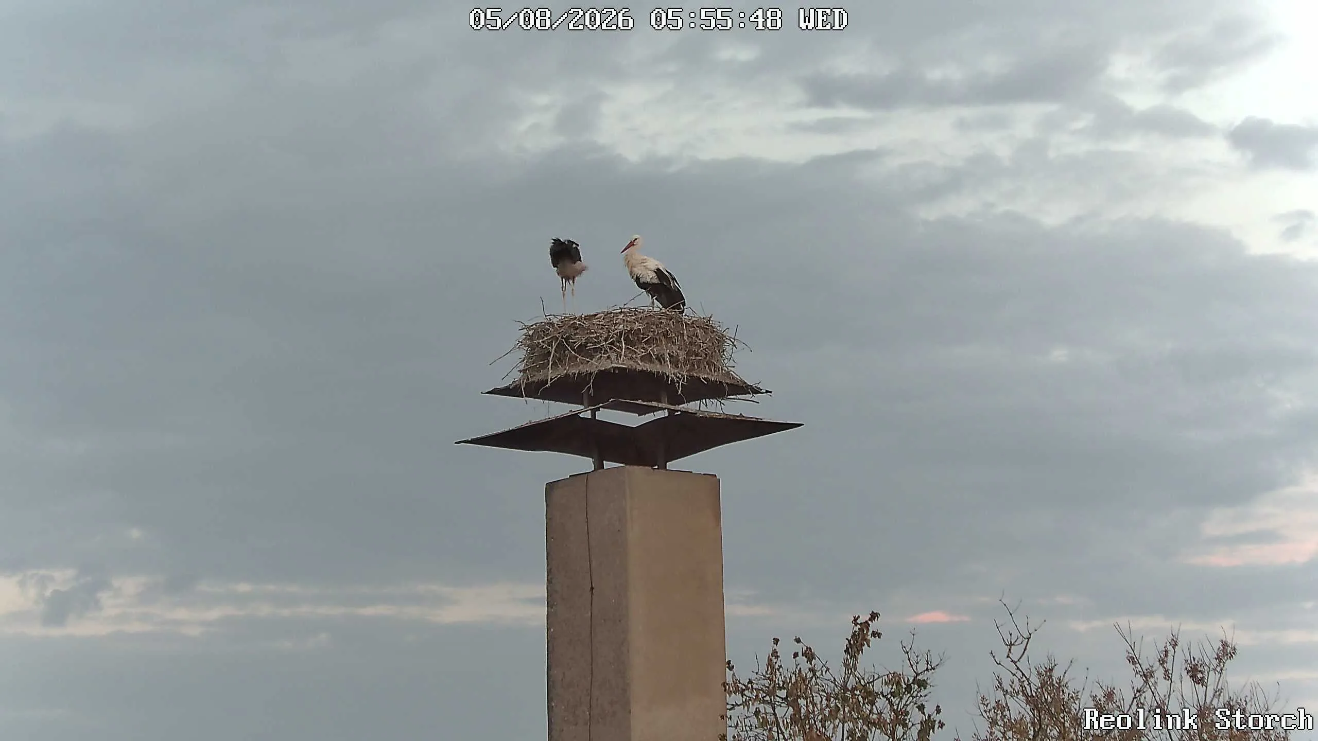 Storchencam Bild