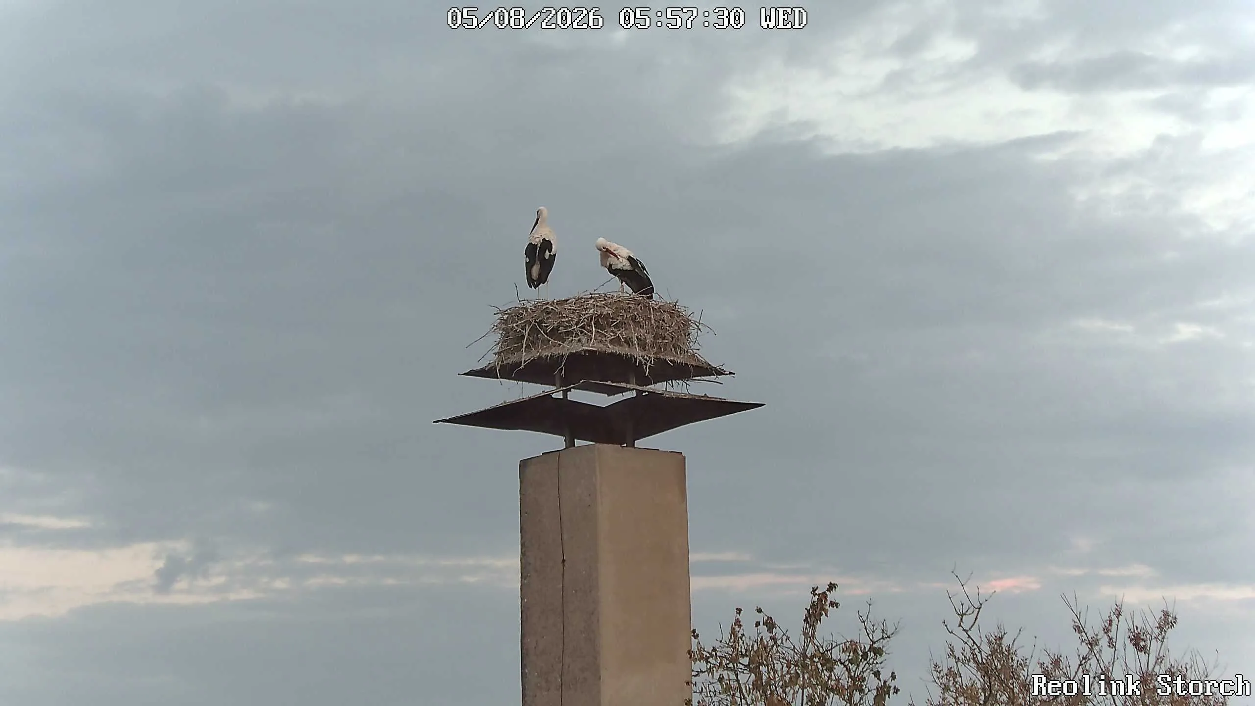 Storchencam Bild