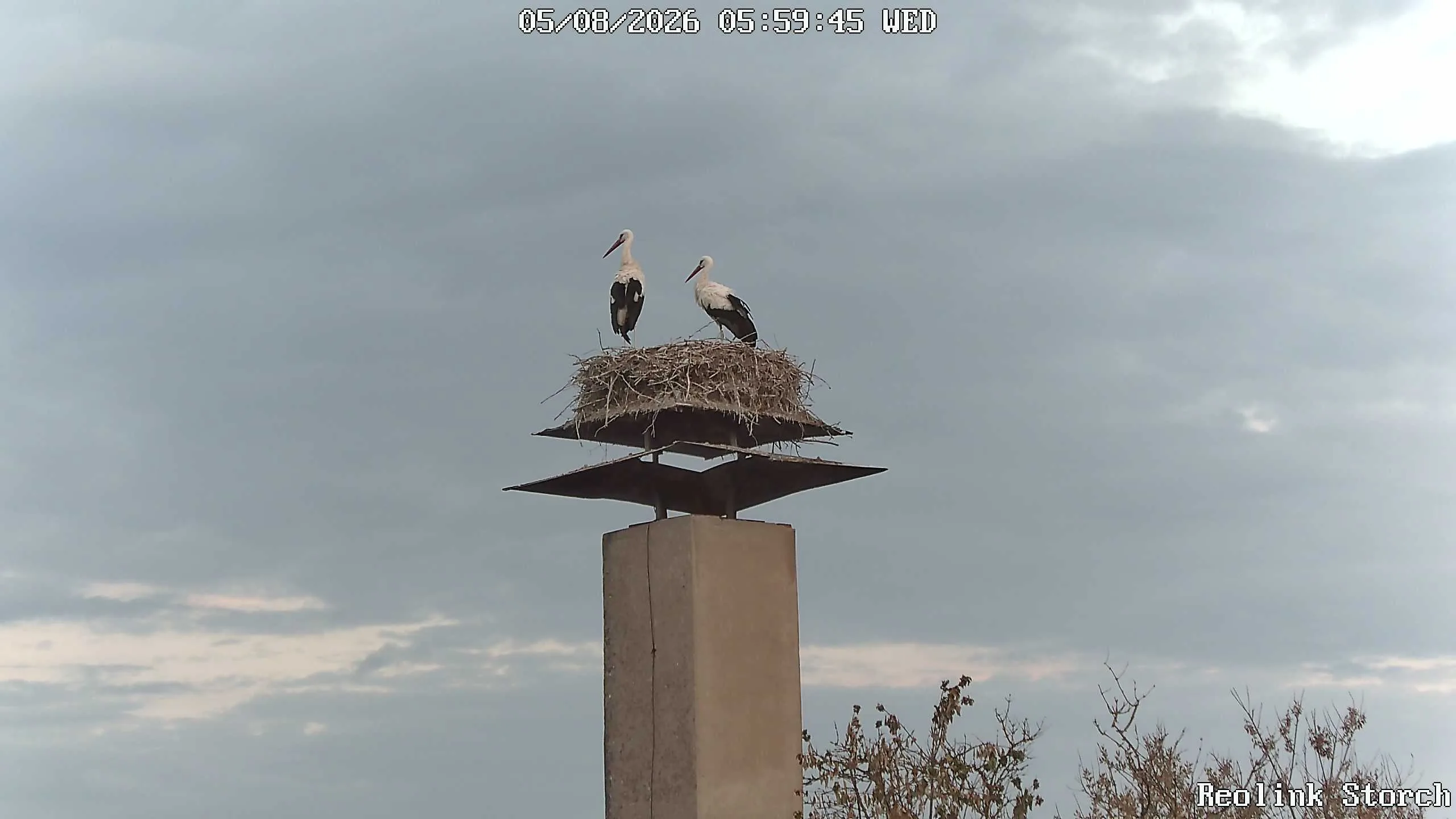 Storchencam Bild
