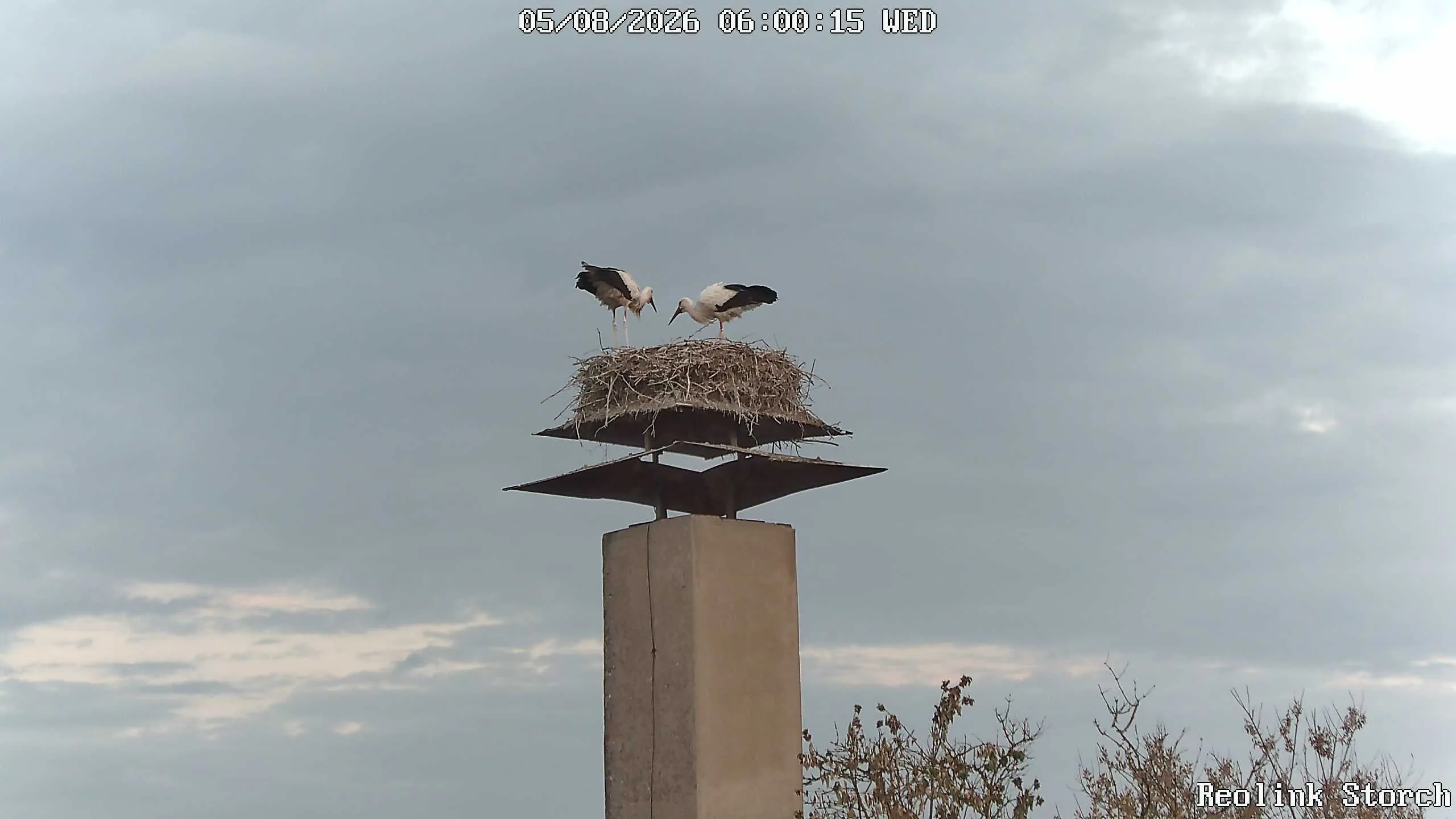 Storchencam Bild