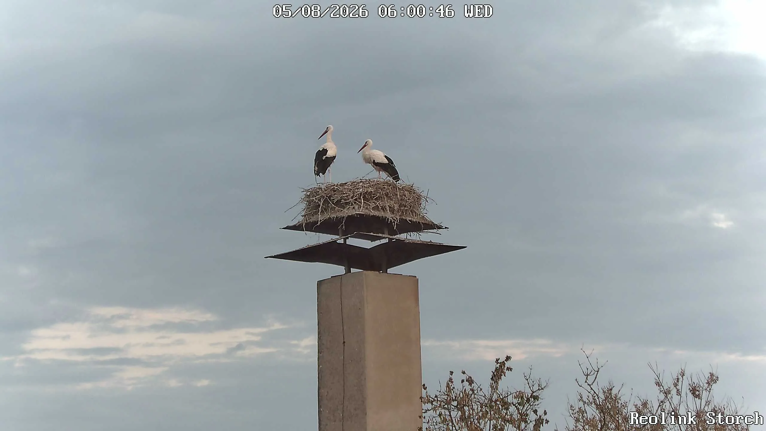 Storchencam Bild