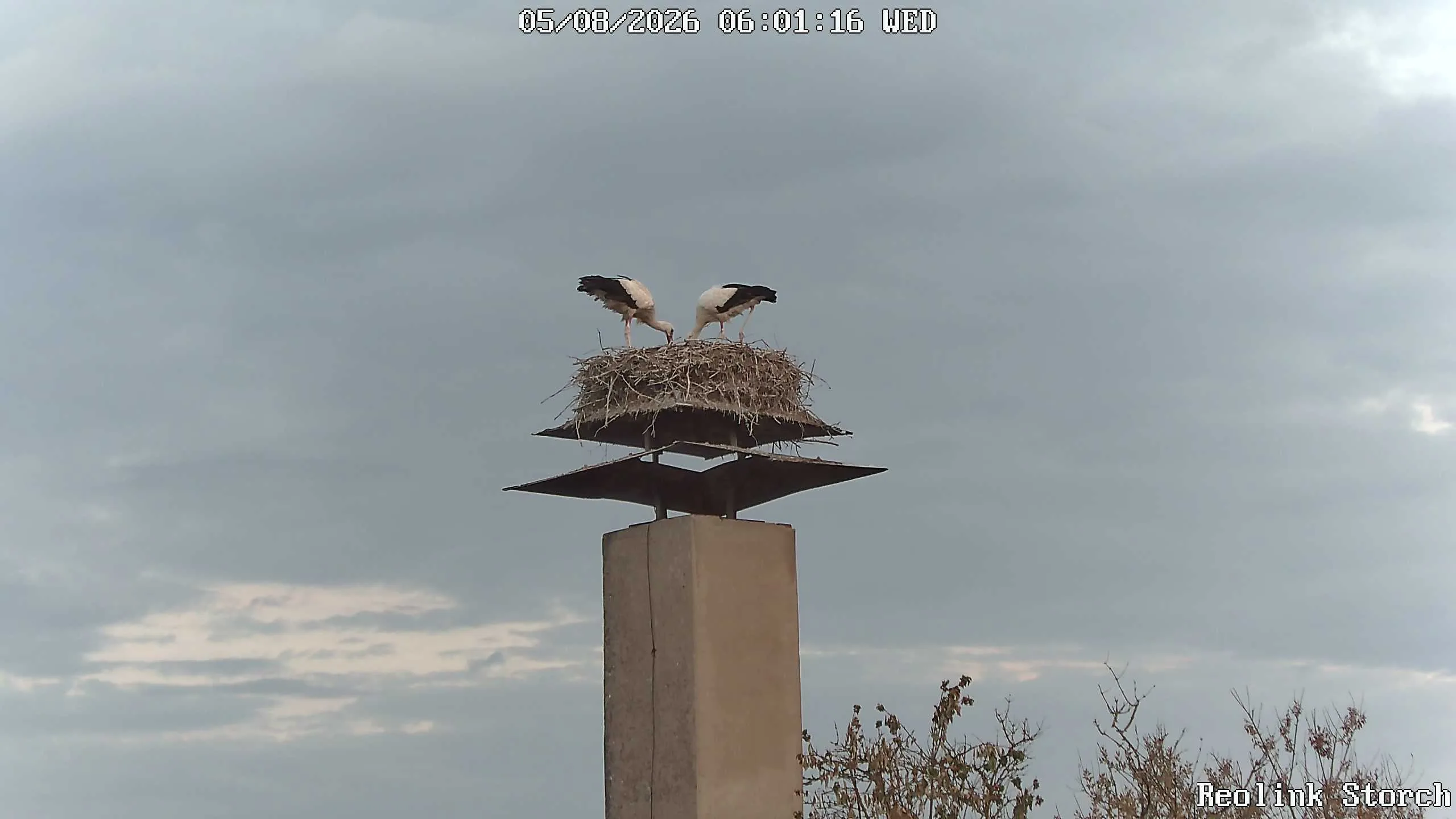 Storchencam Bild