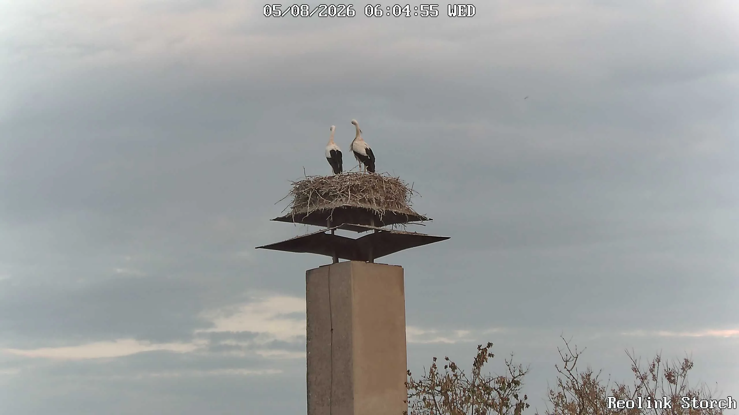 Storchencam Bild
