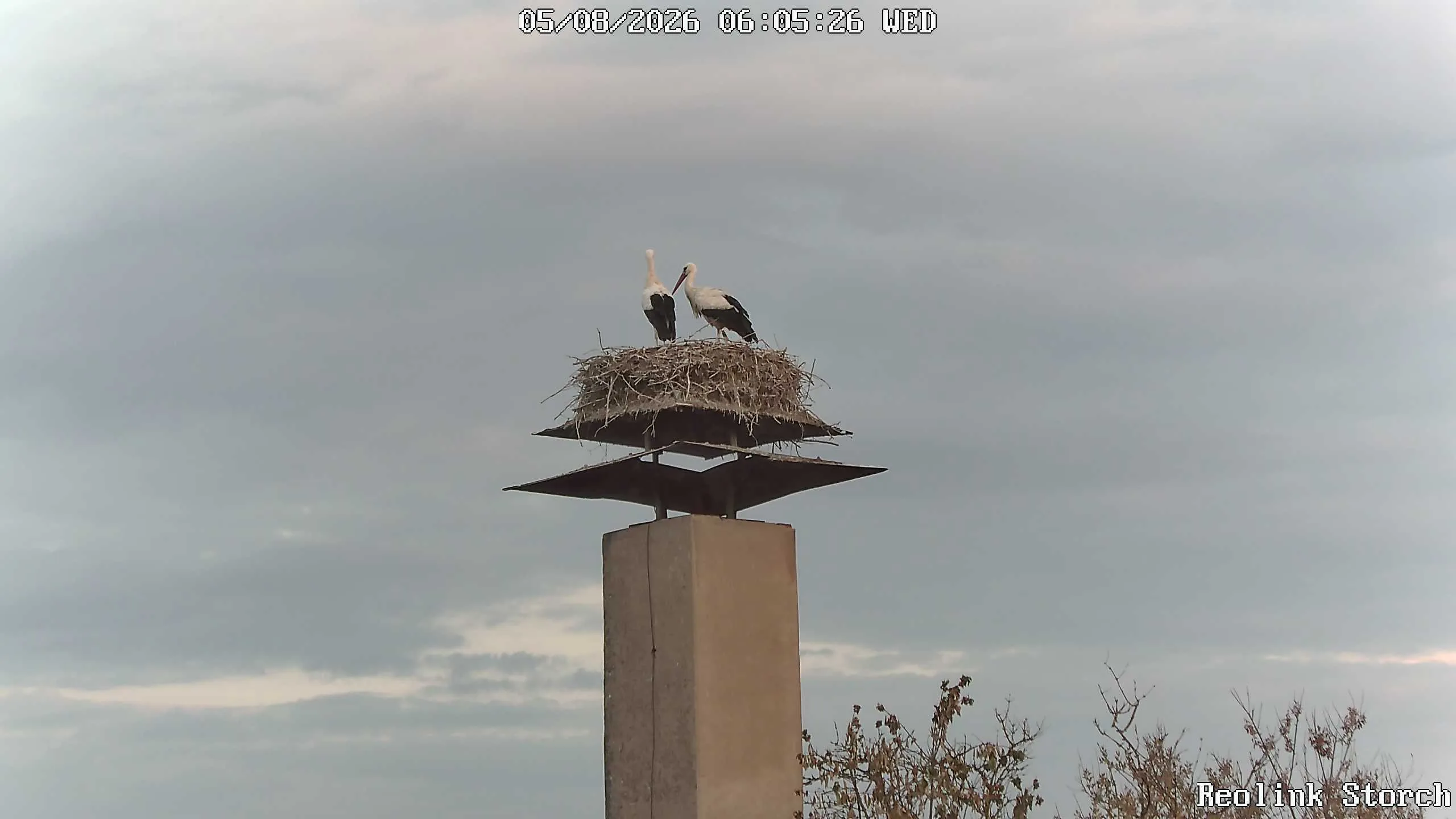 Storchencam Bild