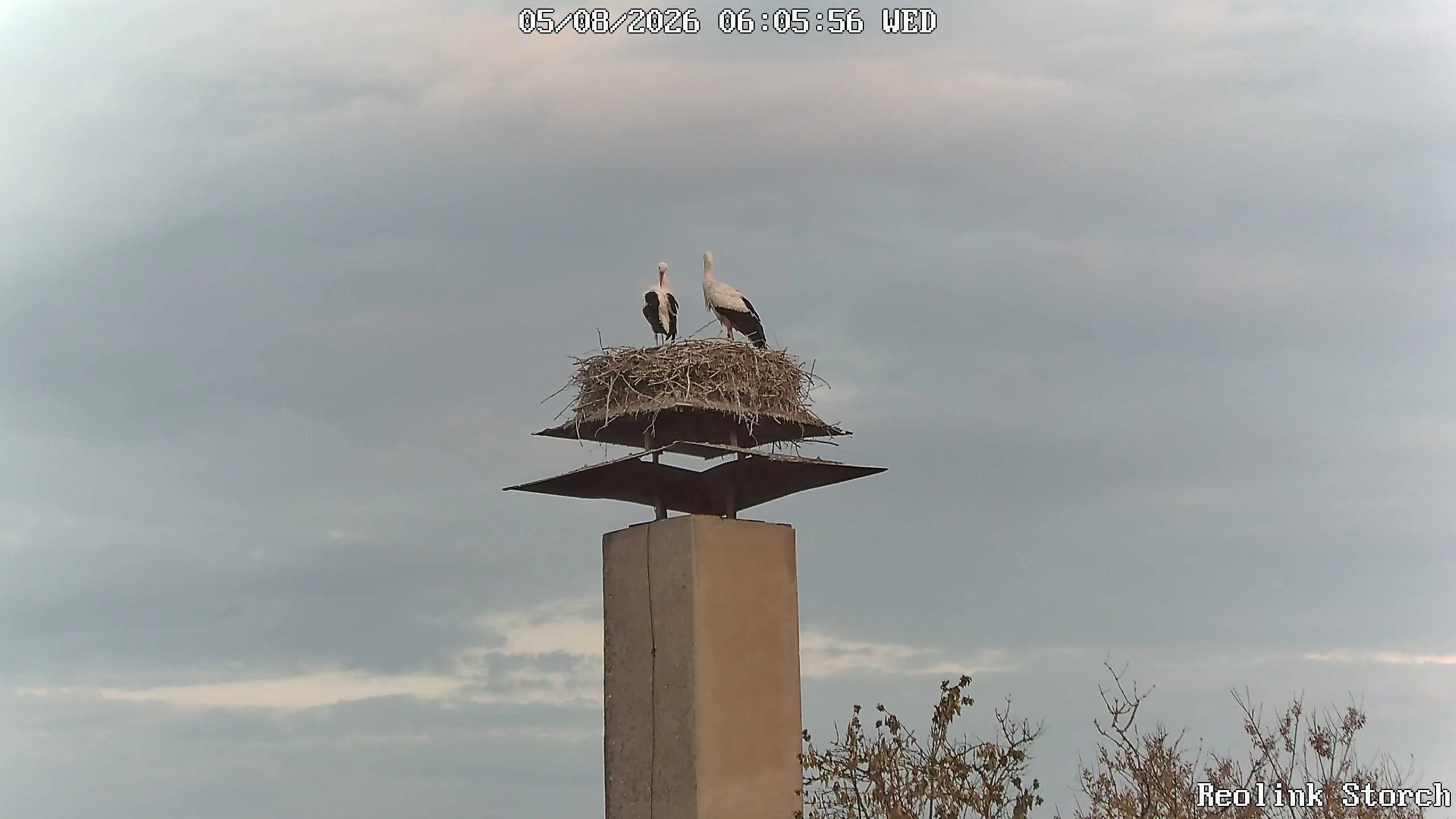 Storchencam Bild