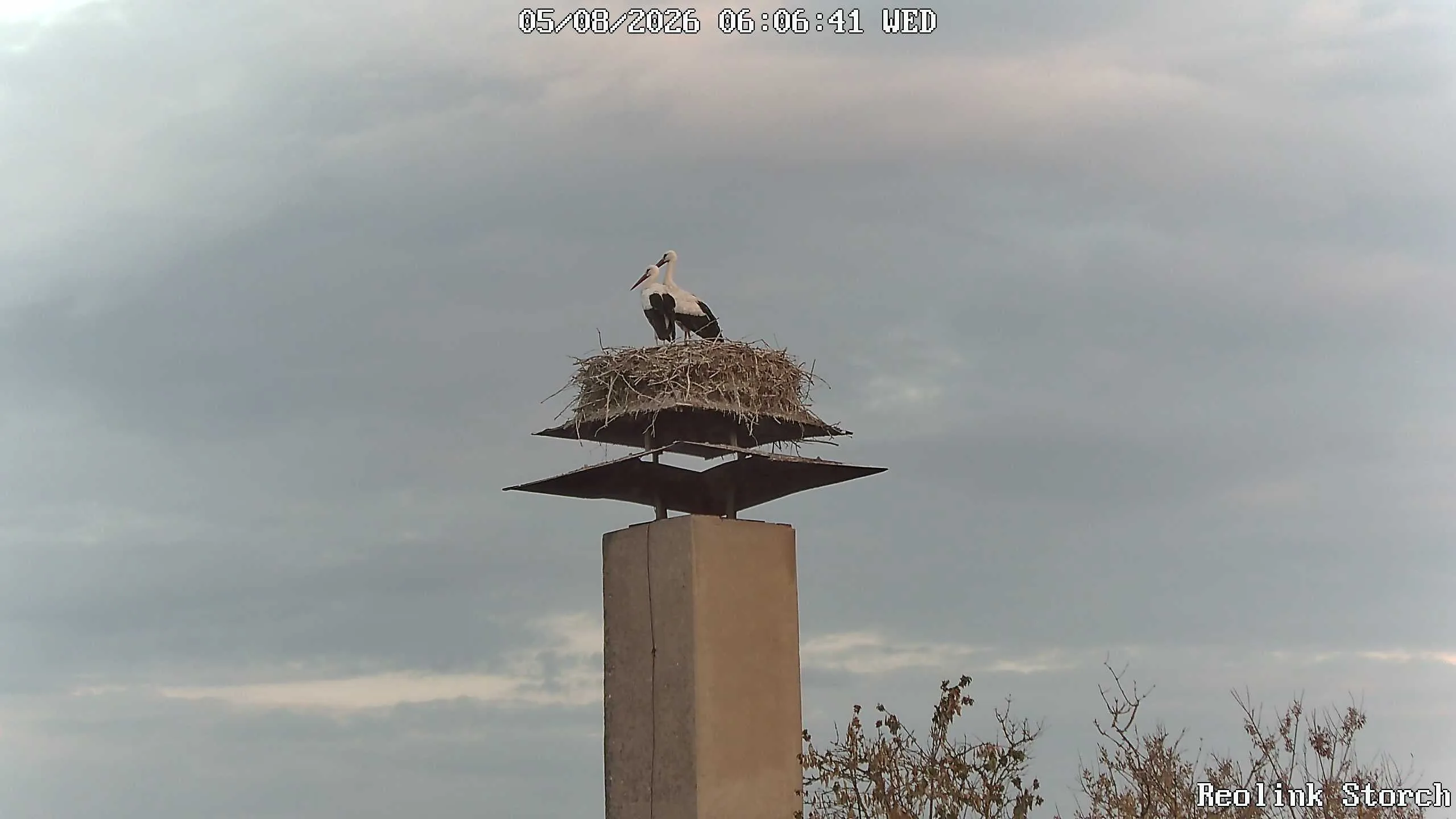 Storchencam Bild