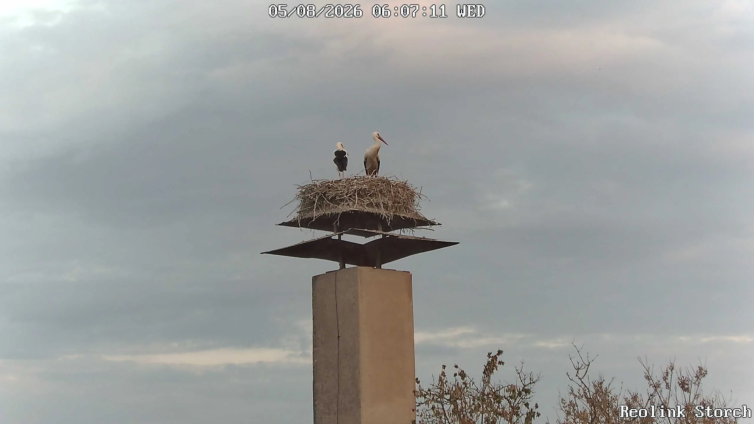 Storchencam Bild