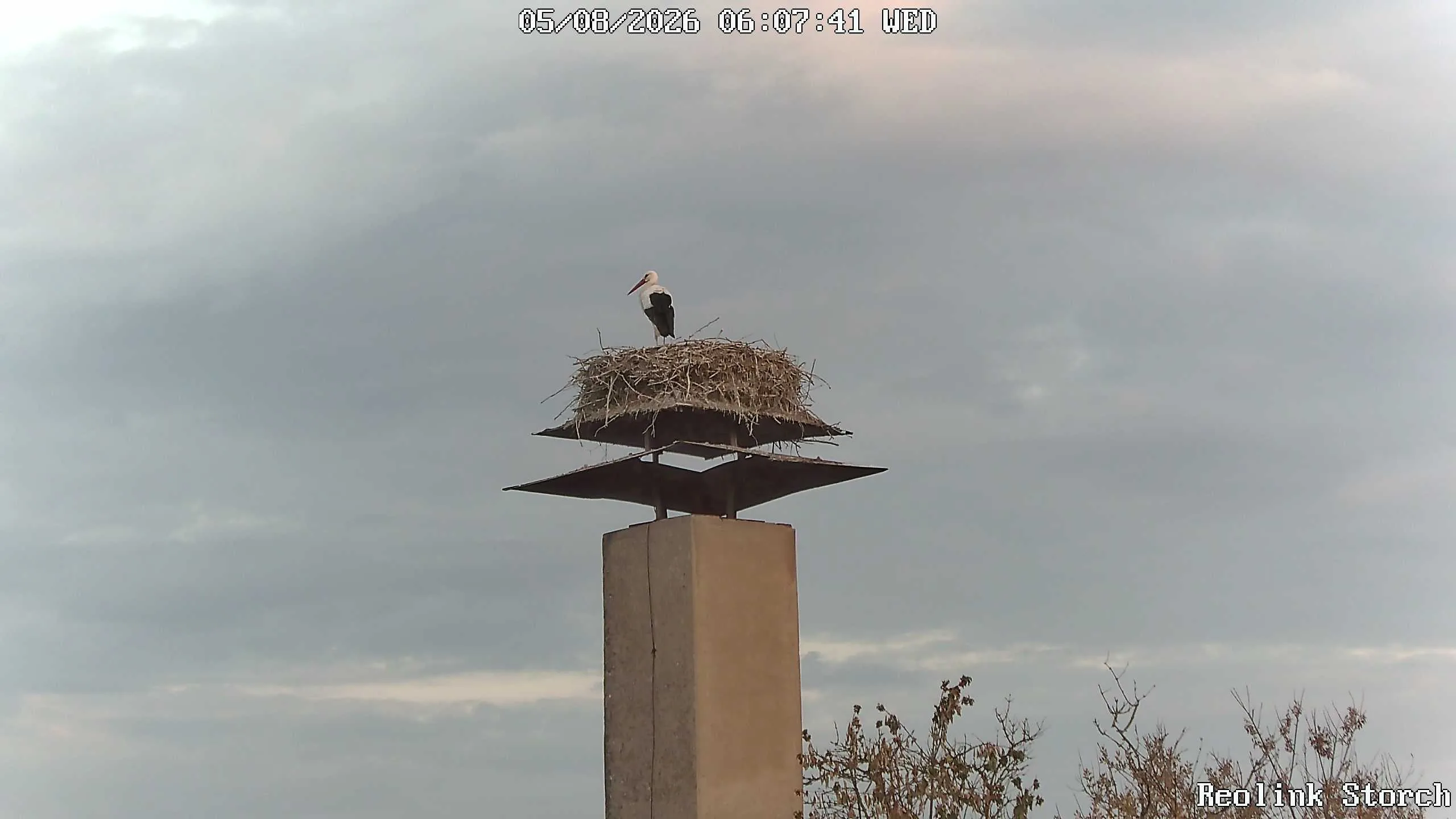 Storchencam Bild