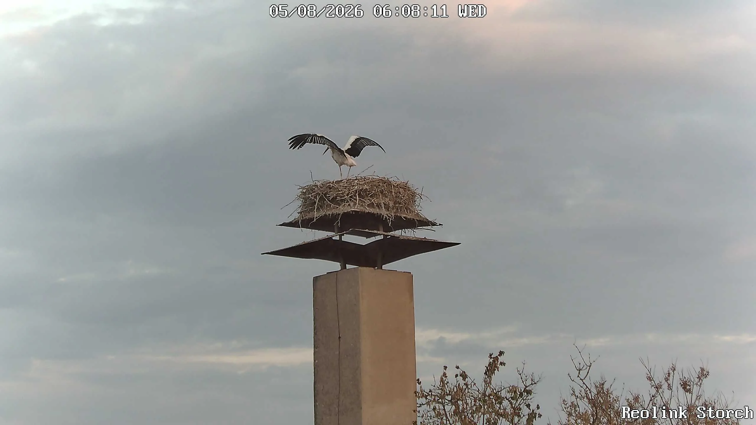 Storchencam Bild