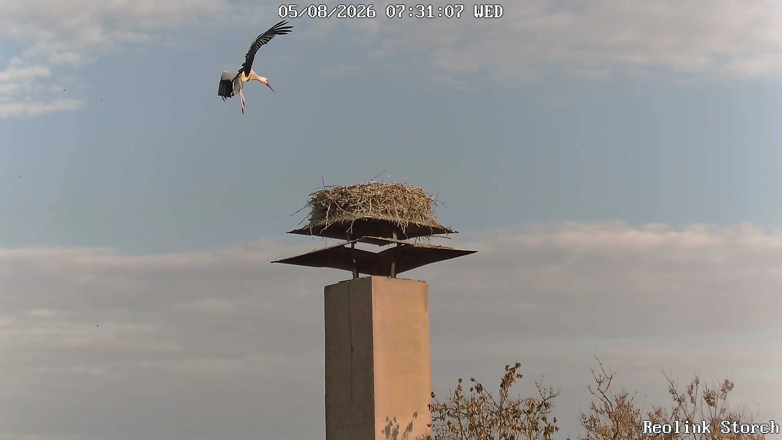 Storchencam Bild