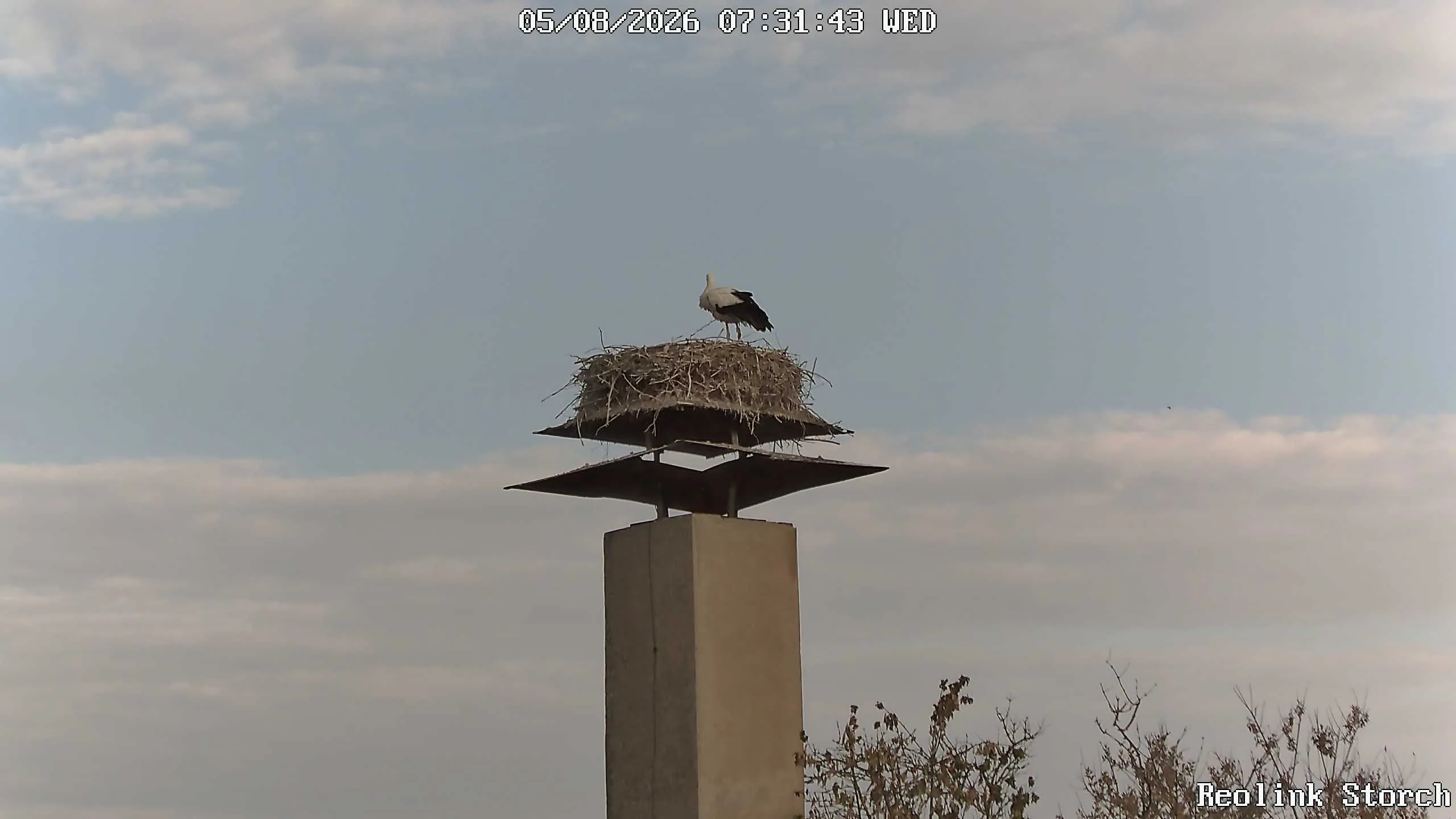 Storchencam Bild