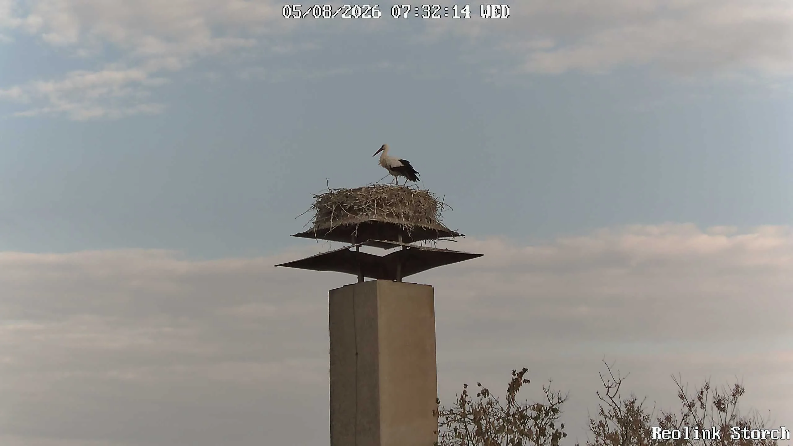 Storchencam Bild